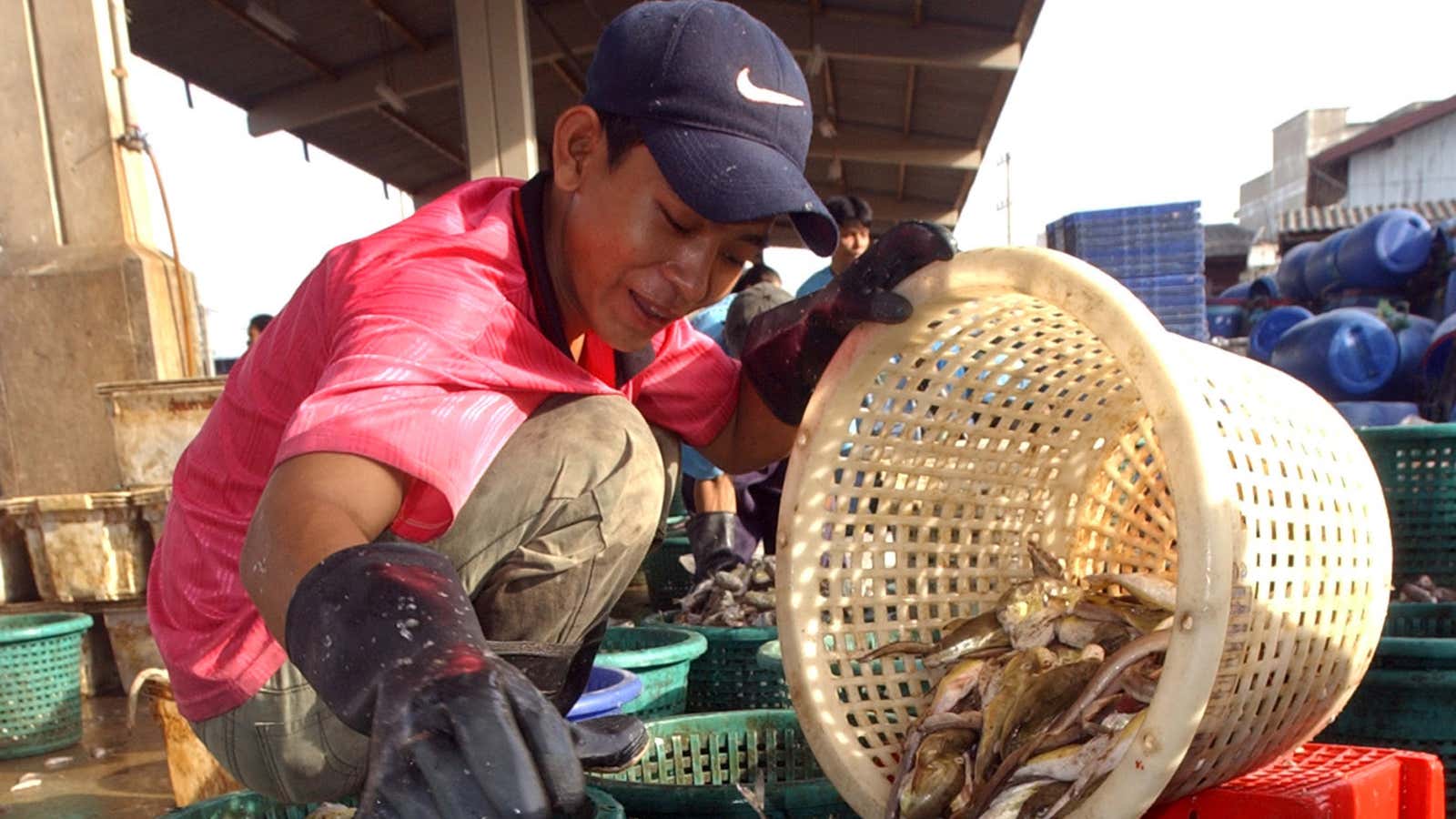 A Myanmar migrant worker sorts fish.