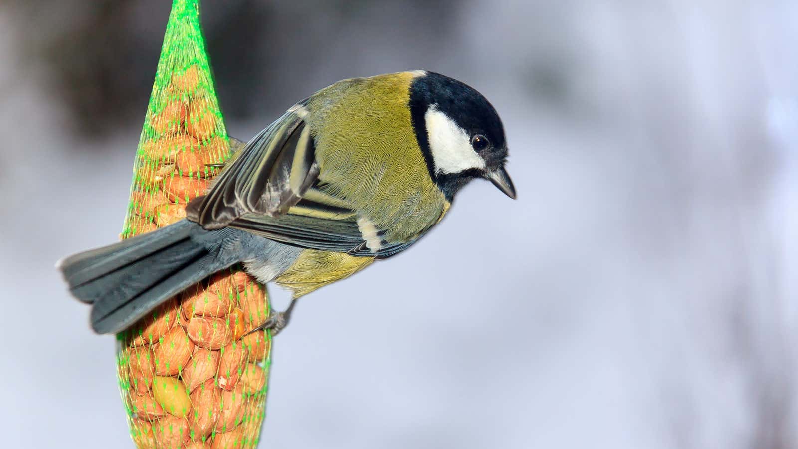The great tit is one of the most common backyard birds in the UK.