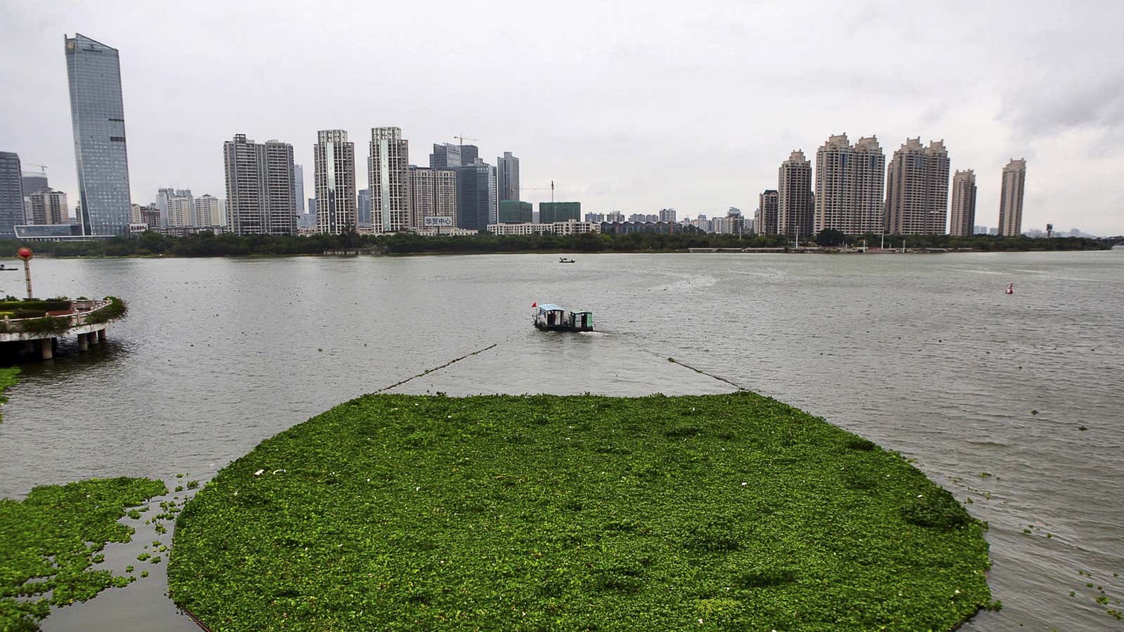 A boat pulls away water lettuce, which thrives in polluted waters, in Guangdong.