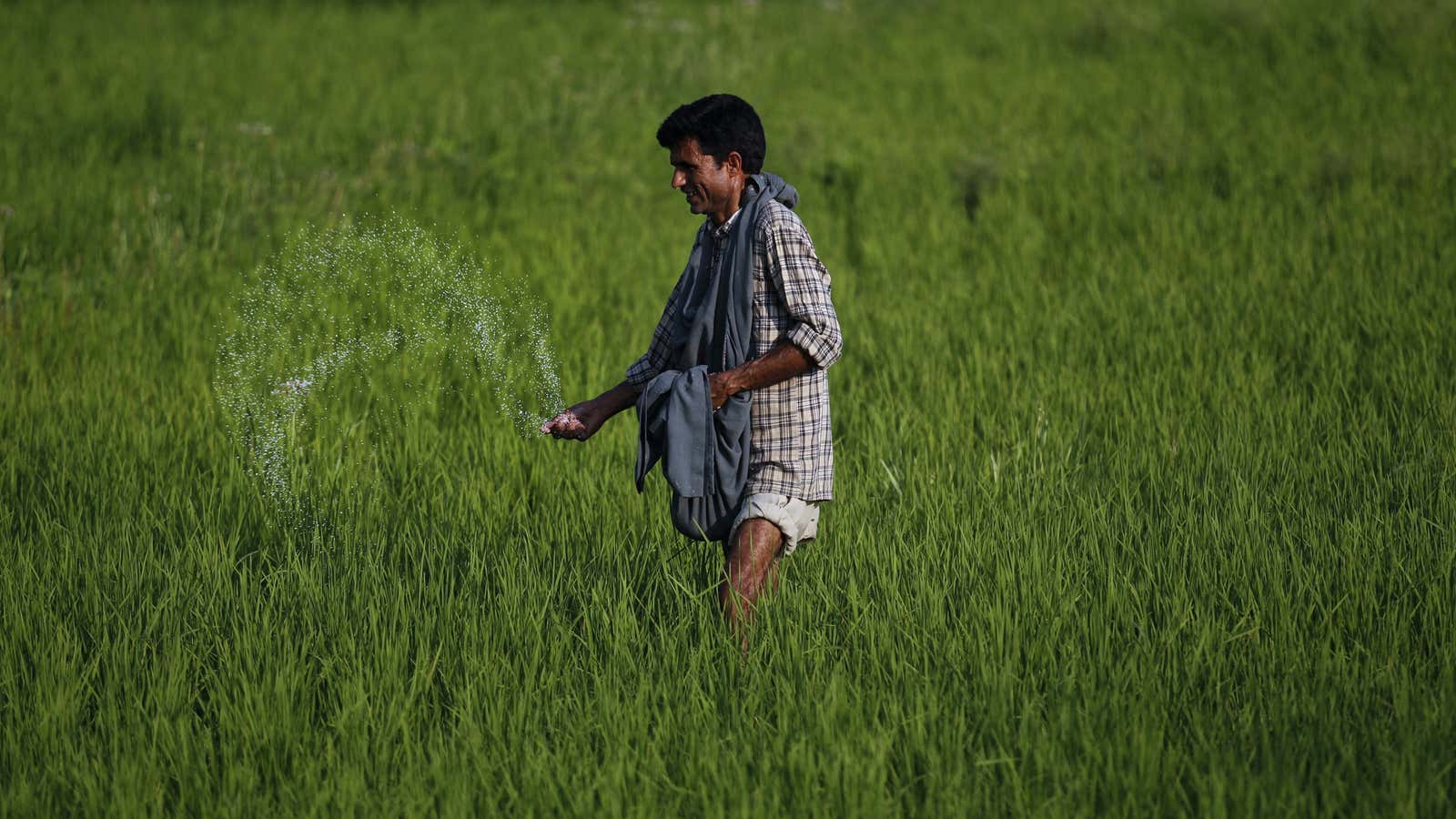 A Kashmiri farmer spreads fertiliser on a rice field on the outskirts of Srinagar June 22, 2011. REUTERS/Fayaz Kabli (INDIAN-ADMINISTERED KASHMIR – Tags: AGRICULTURE SOCIETY…