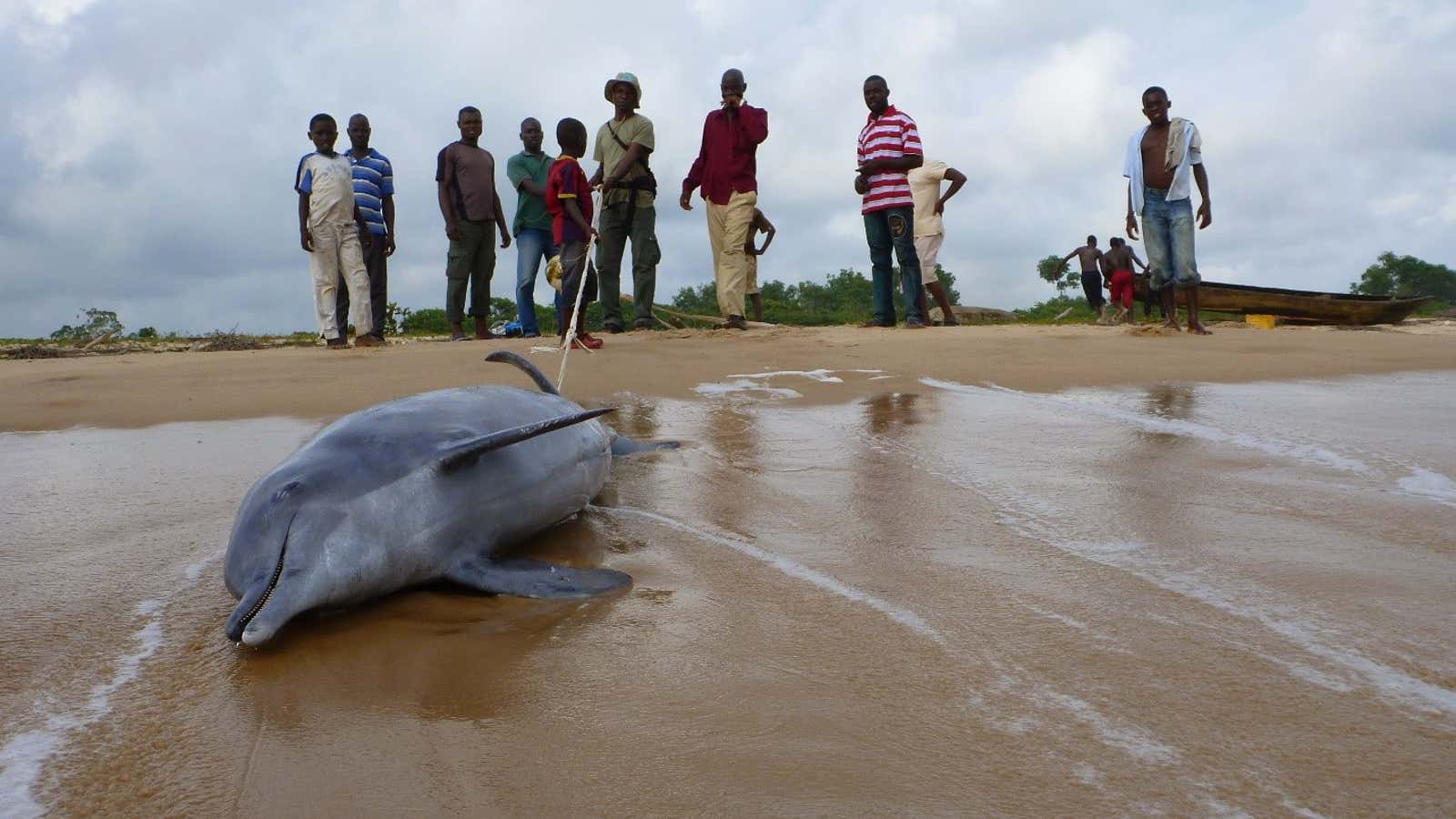 Entanglement in fishing gear is one of the many threats faced by the Atlantic humpback dolphin along its coastal range in western Africa