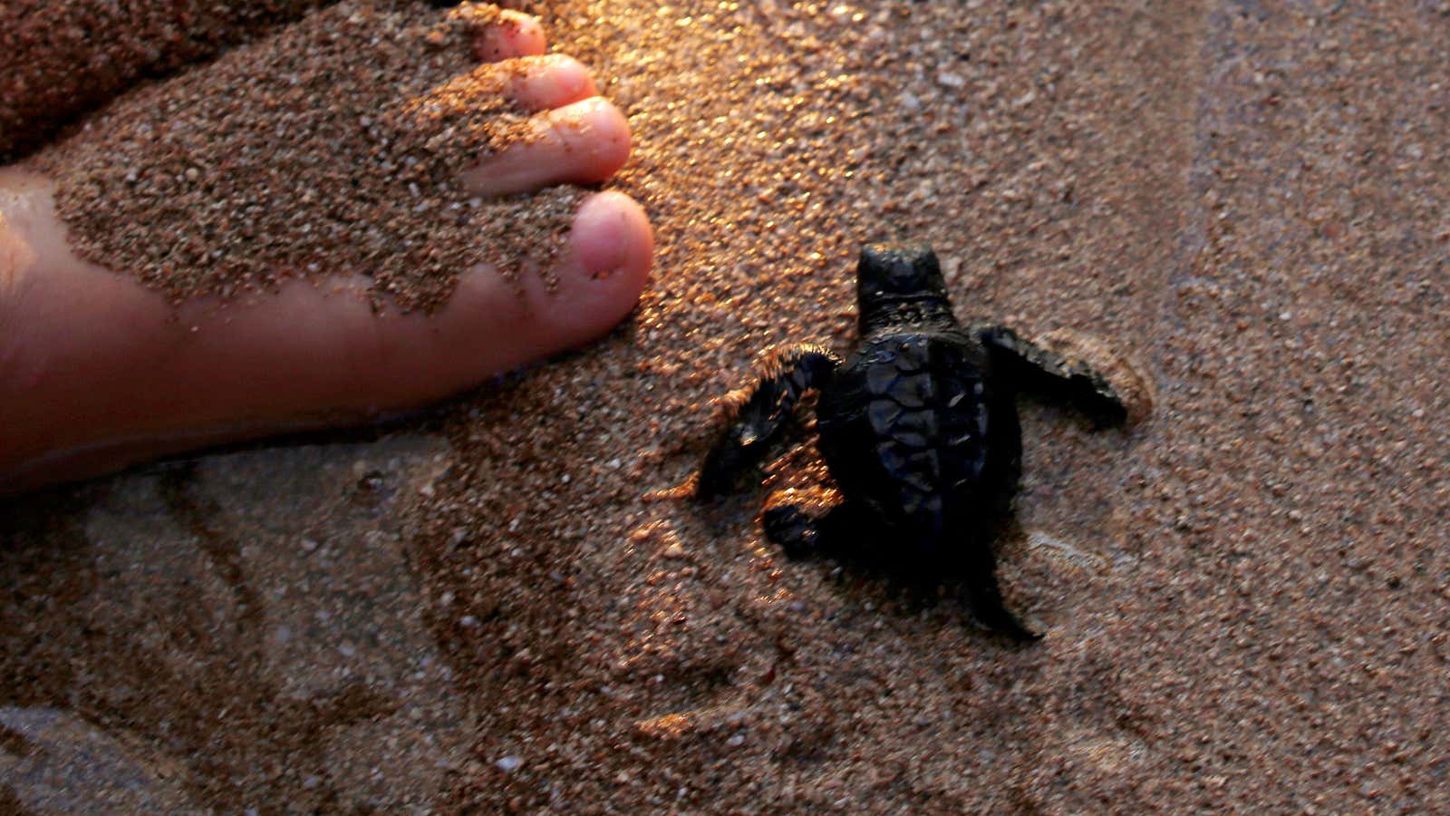 A baby sea turtle begins its long journey.