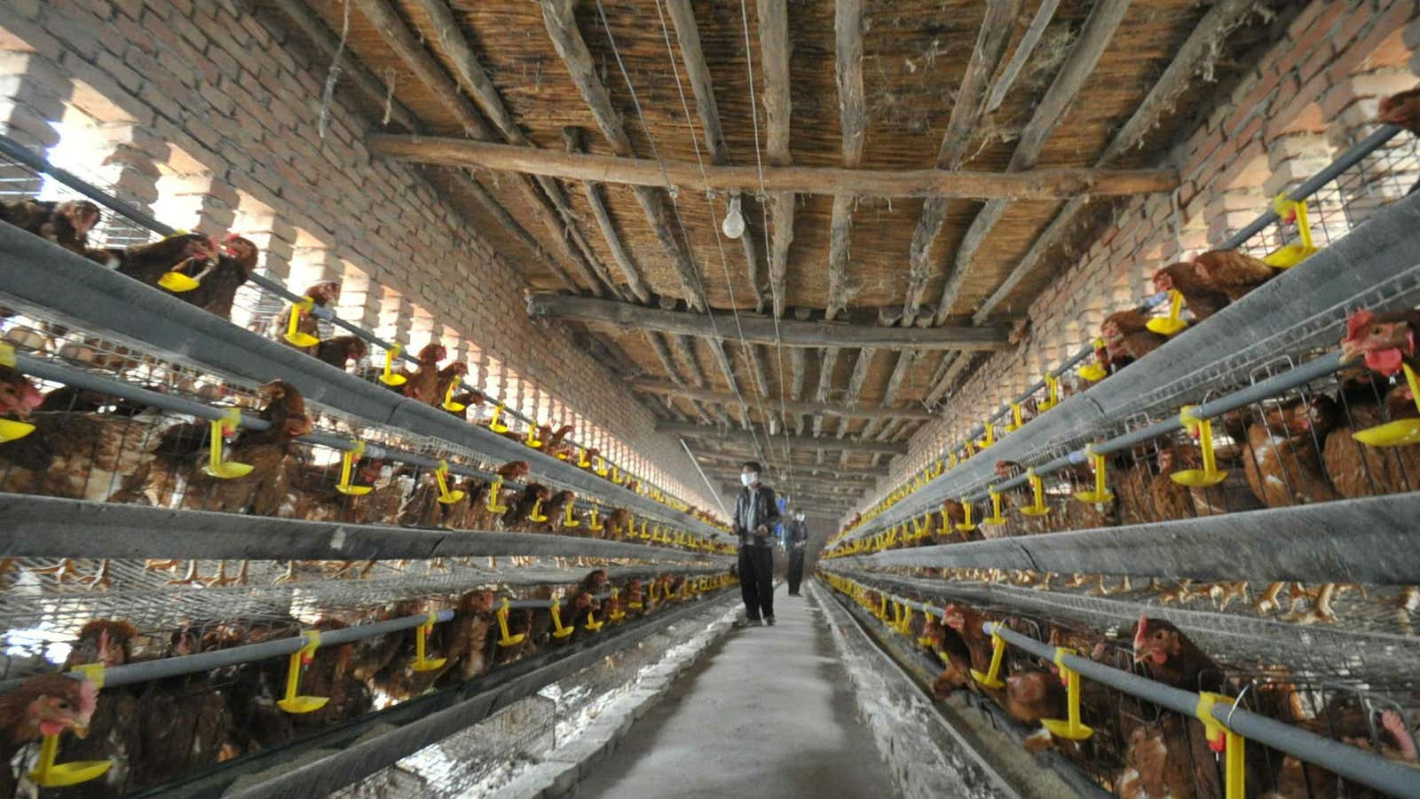 Poultry supply chains in China still have a ways to go.
