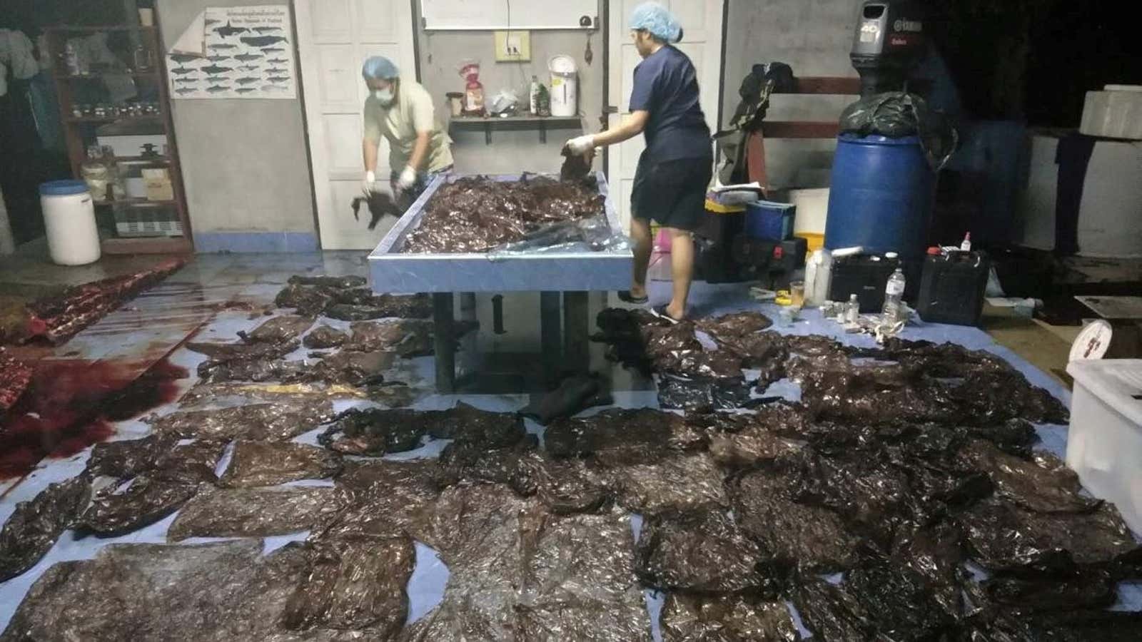 An autopsy pulled more than 17 lbs of plastic out of the pilot whale’s gut.