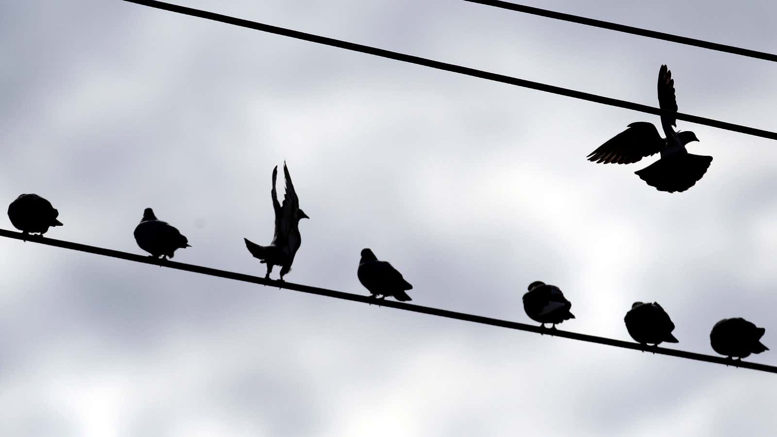 Nobody wants to be the first bird off the wire.
