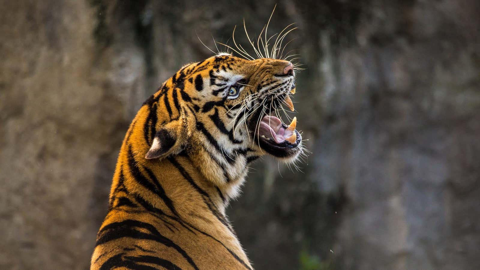 “The removal of at least 15 tigers may have been avoided if these villages had been prioritized earlier.”