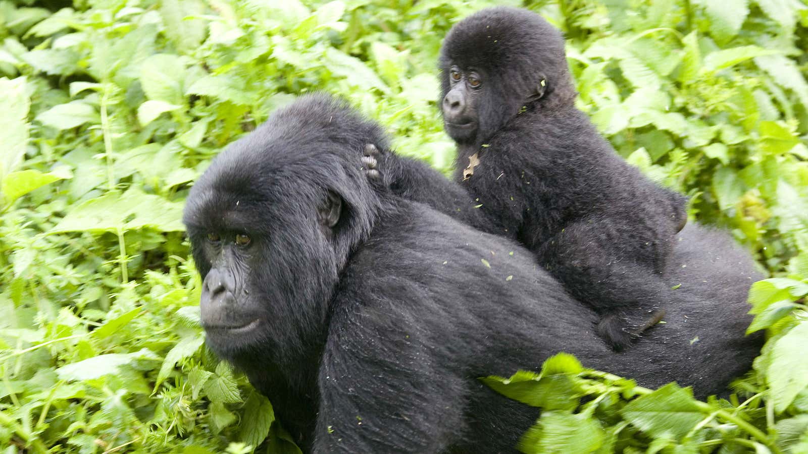 Eastern gorillas are dwindling in numbers.