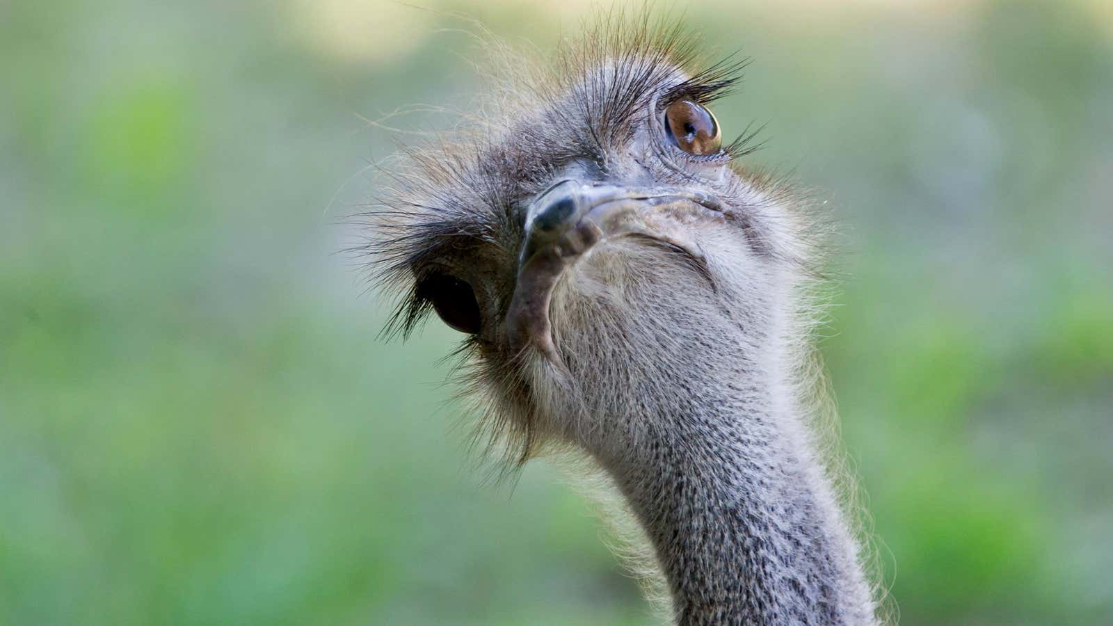 A blue-necked ostrich.