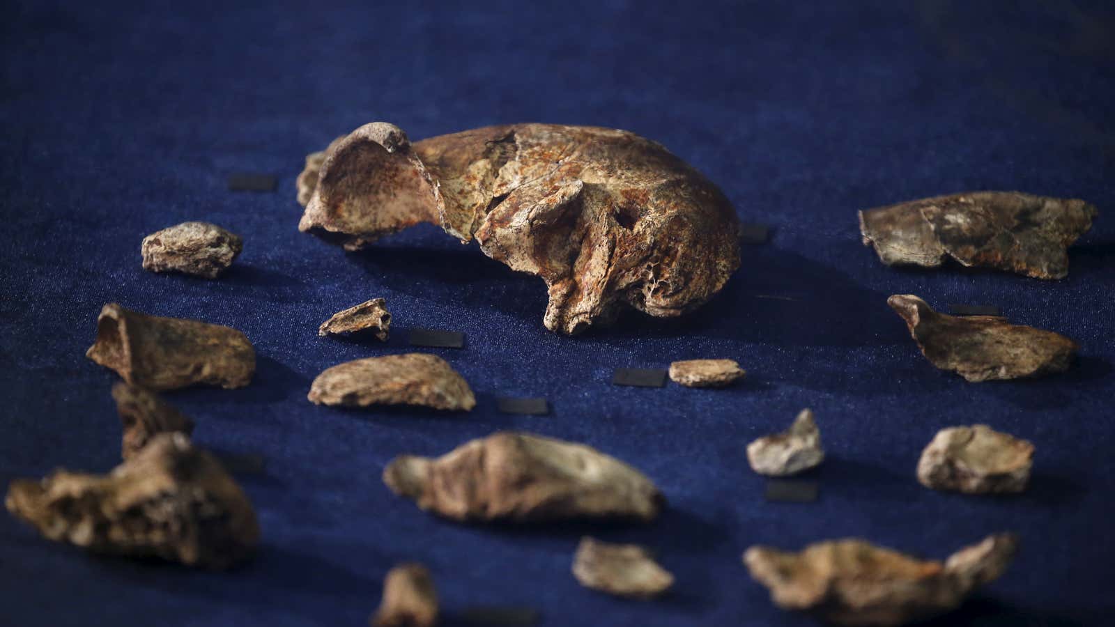 Ancient skeletons can reveal the history of migration.