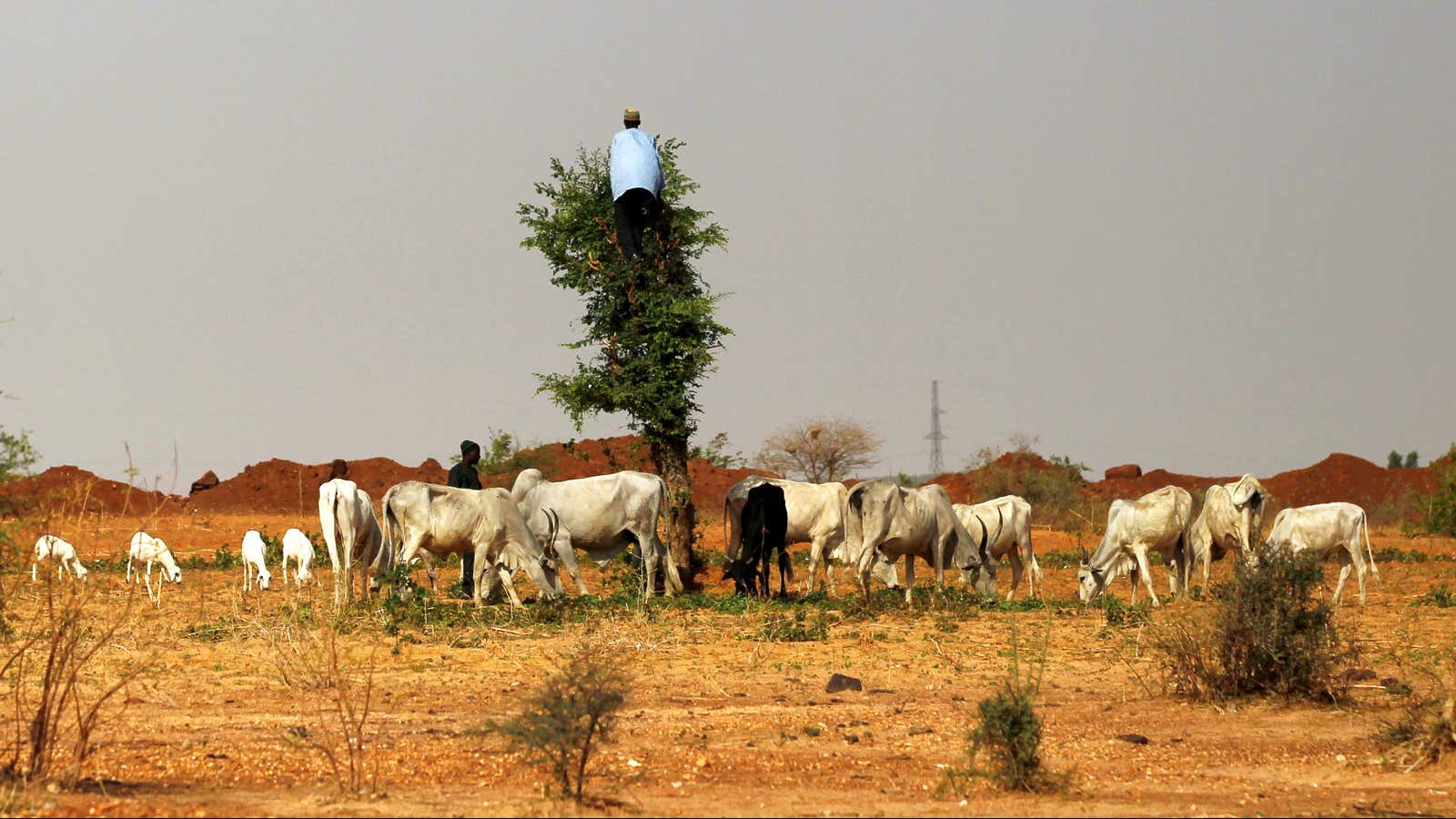 A herdsman in Zamfara, Nigeria