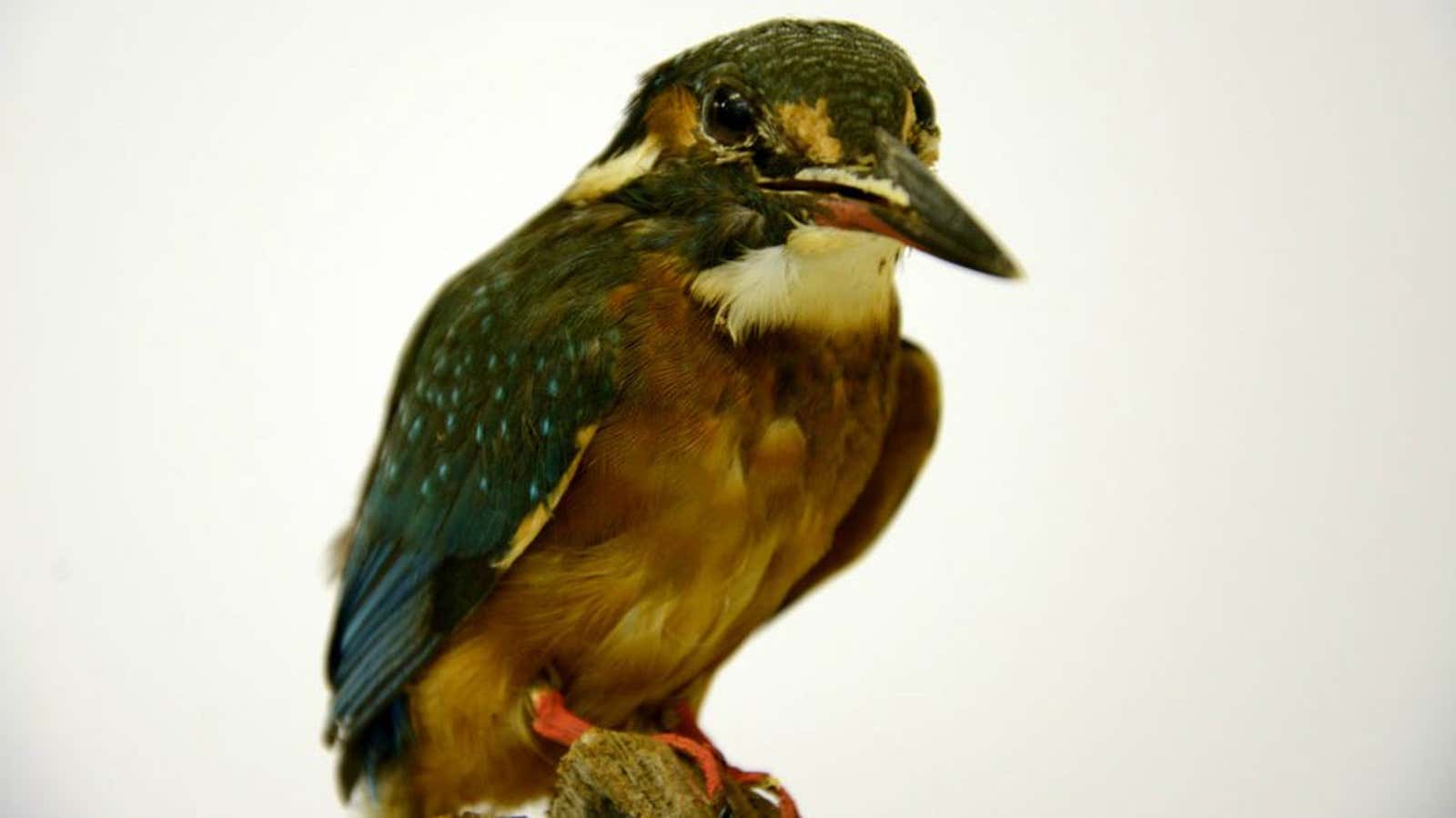A taxidermied kingfisher from a museum collection.