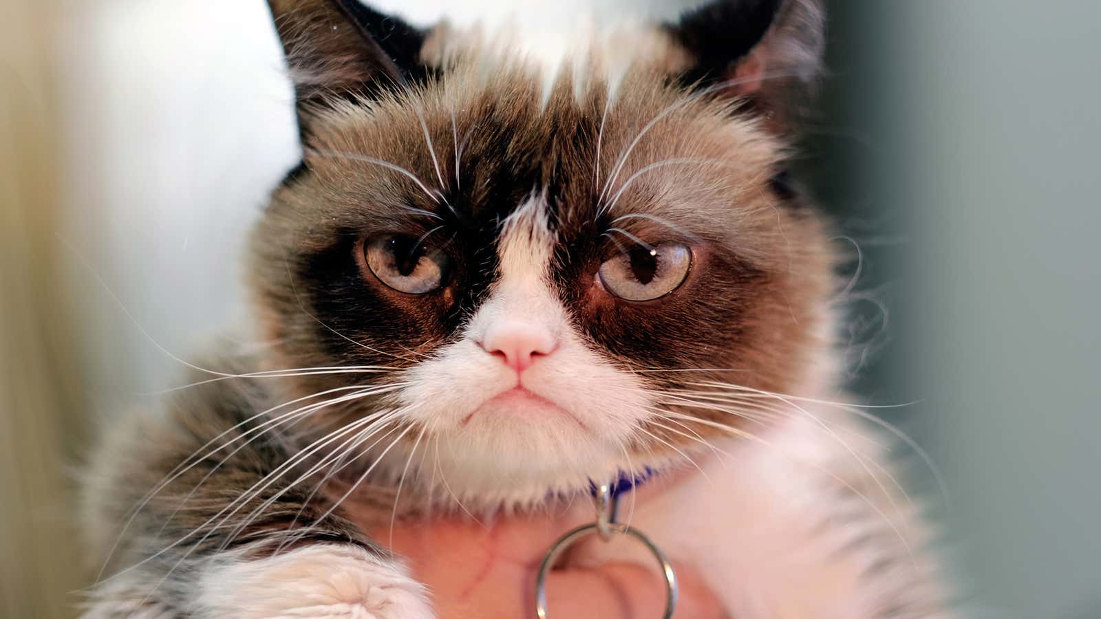 Tardar Sauce, commonly known as Grumpy Cat.