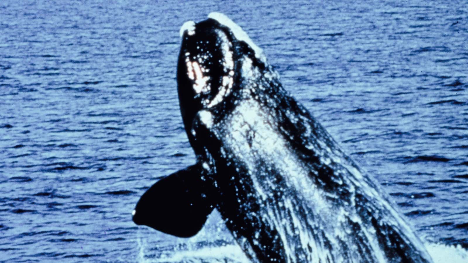 The right whale is swimming towards extinction but we could help save it.