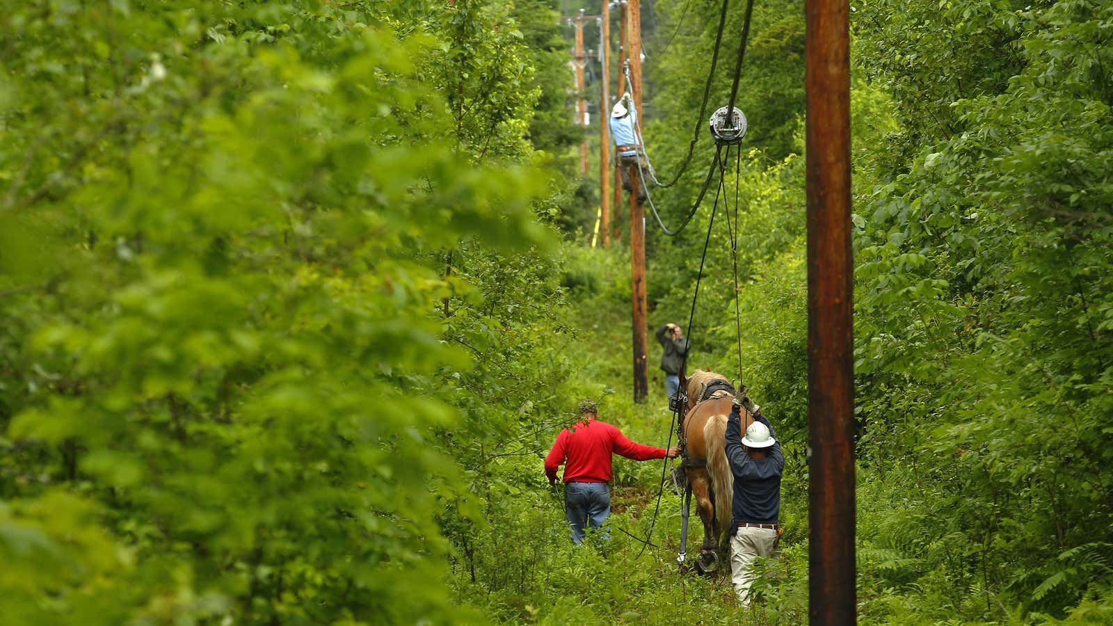 A man and his Belgian draft horse Fred pull fiber optic cables between utility poles in a wooded area of East Burke, Vermont.