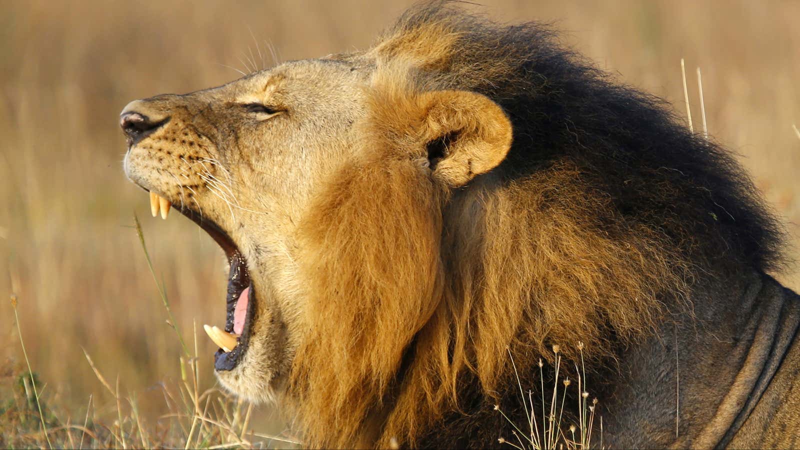 Africa has new lions to be excited about