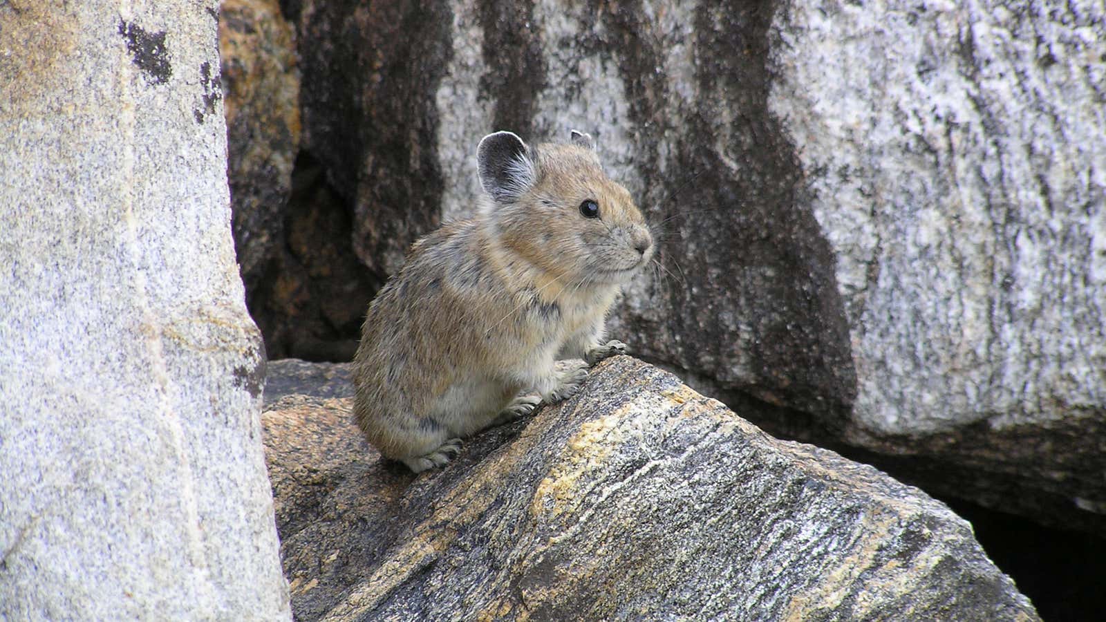 Say goodbye to this cutie, the American pika.
