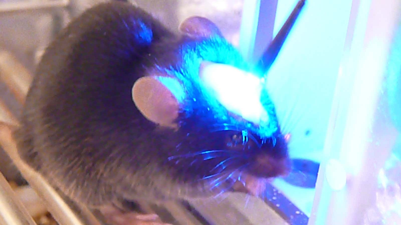Neurons are triggered in a mouse’s brain using light