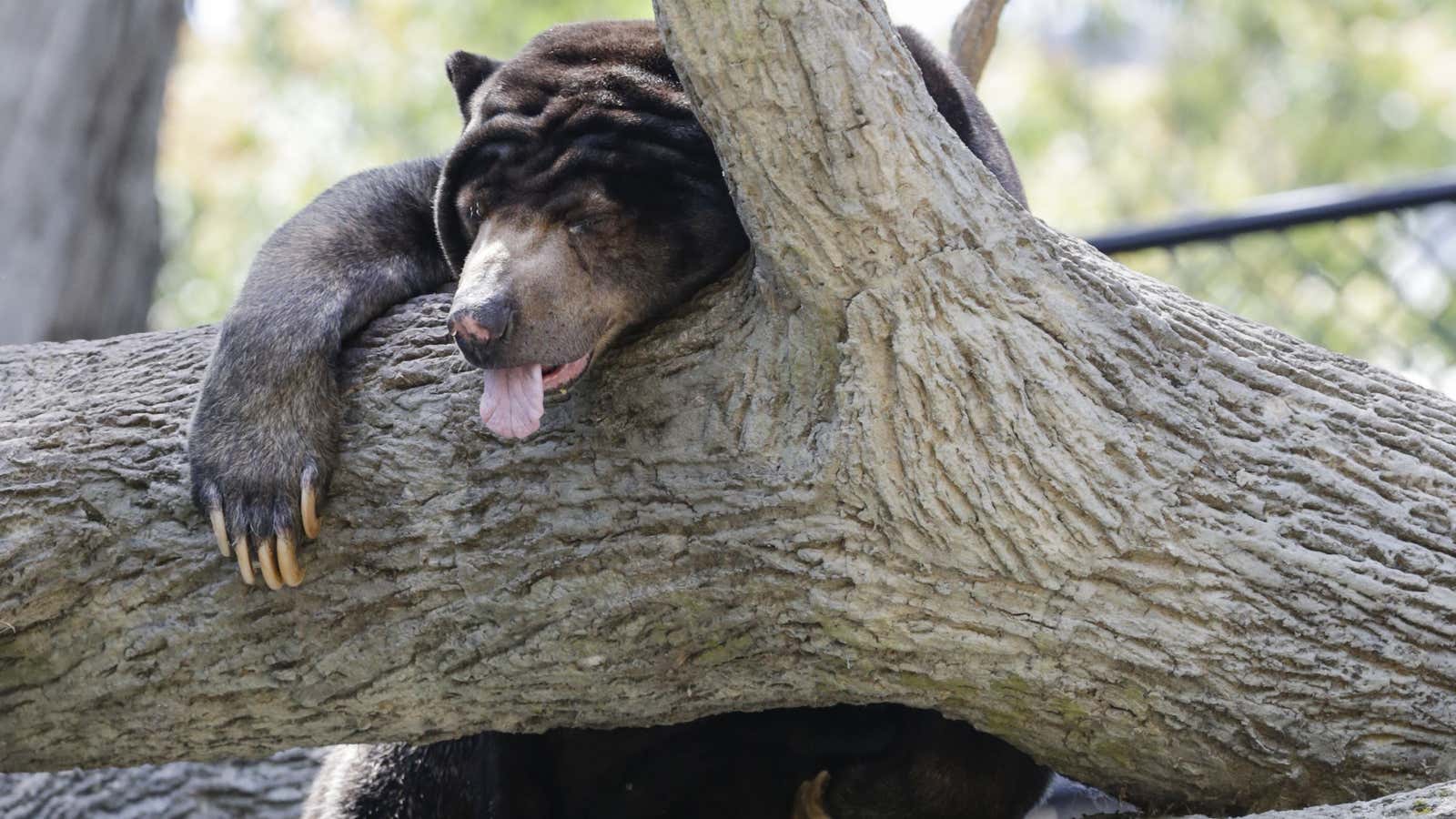 I am a bear.