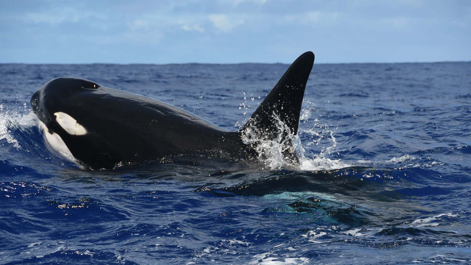 We may not be making PCBs anymore, but the chemicals are still killing killer whales.