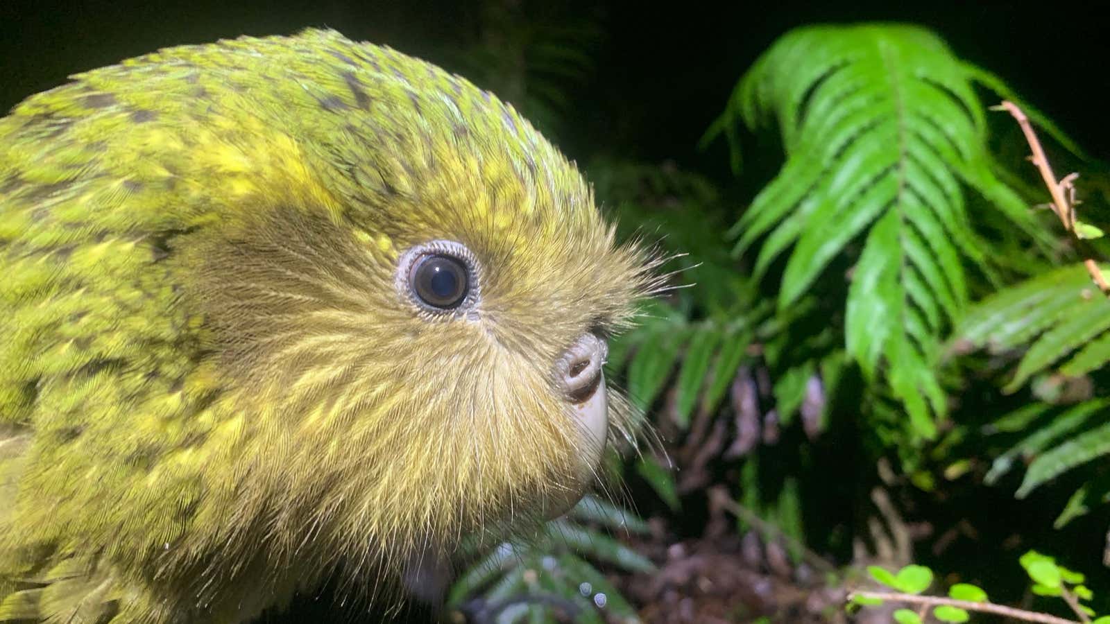 Suzanne-3-A-19, a kakapo who just got checked for diseases