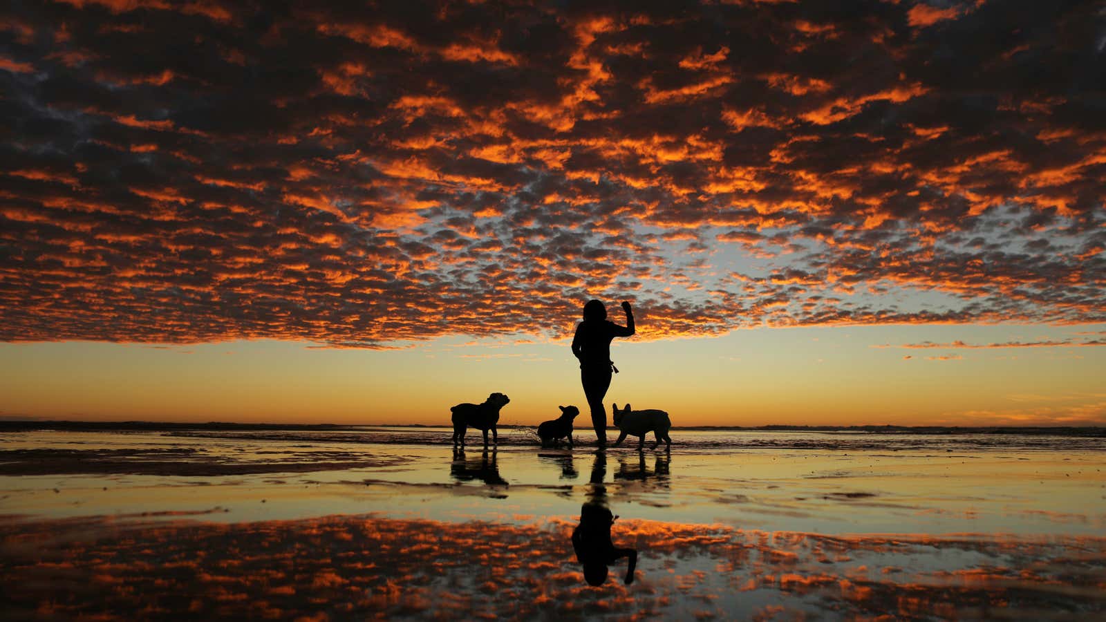 Getting a dog may save your life.