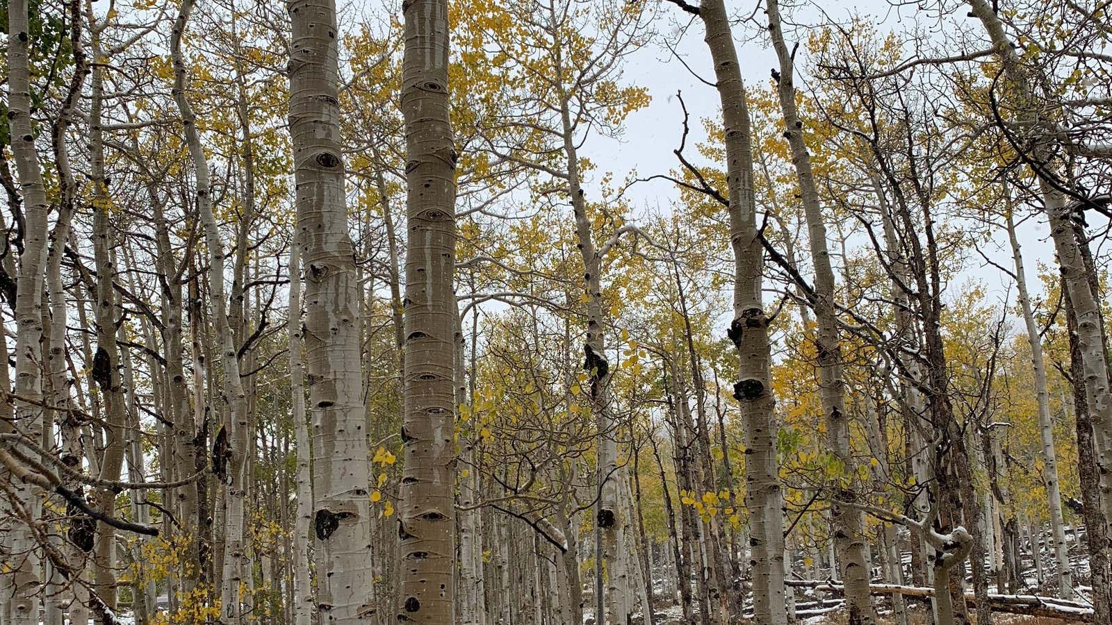 The colony of clones of the quaking aspen haven’t been reproducing as they should be.