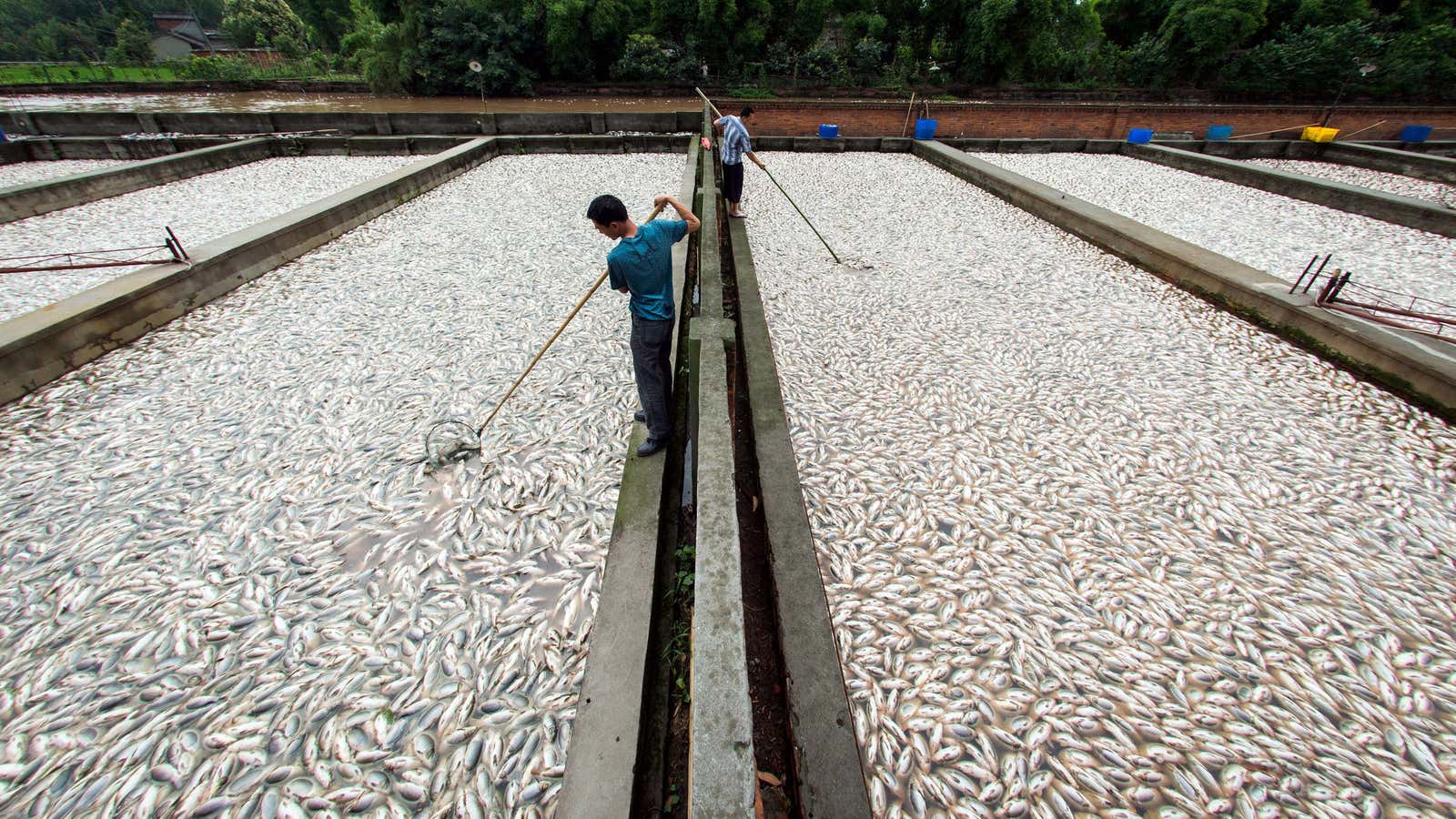 The US says China’s fish farmers are benefitting from illegal trade subsidies.