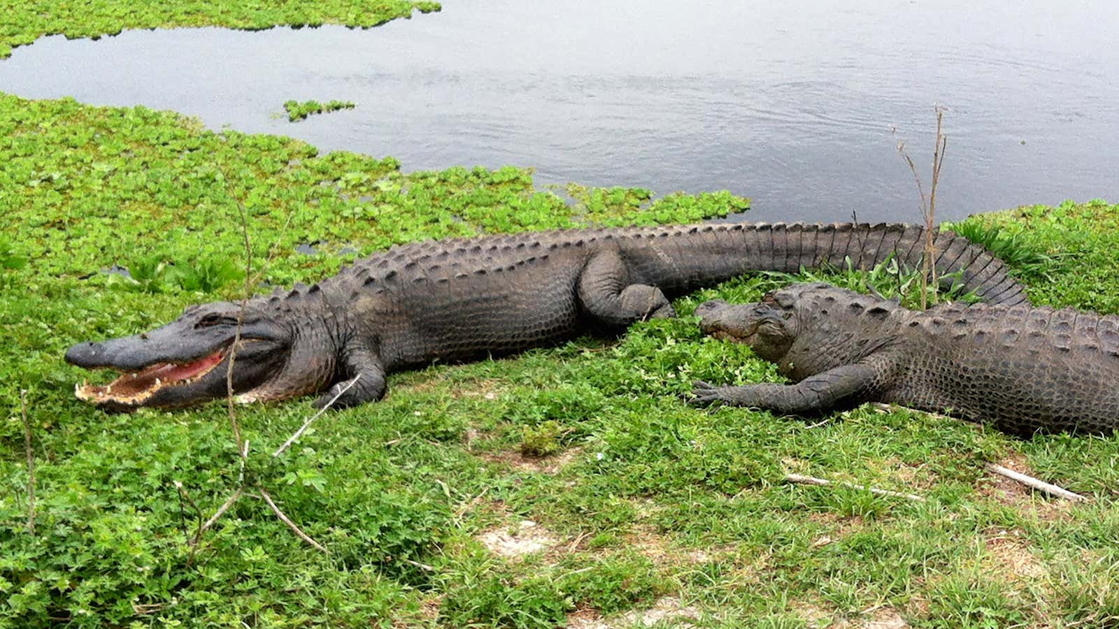 Alligators, when fed, may learn to associate people with food.