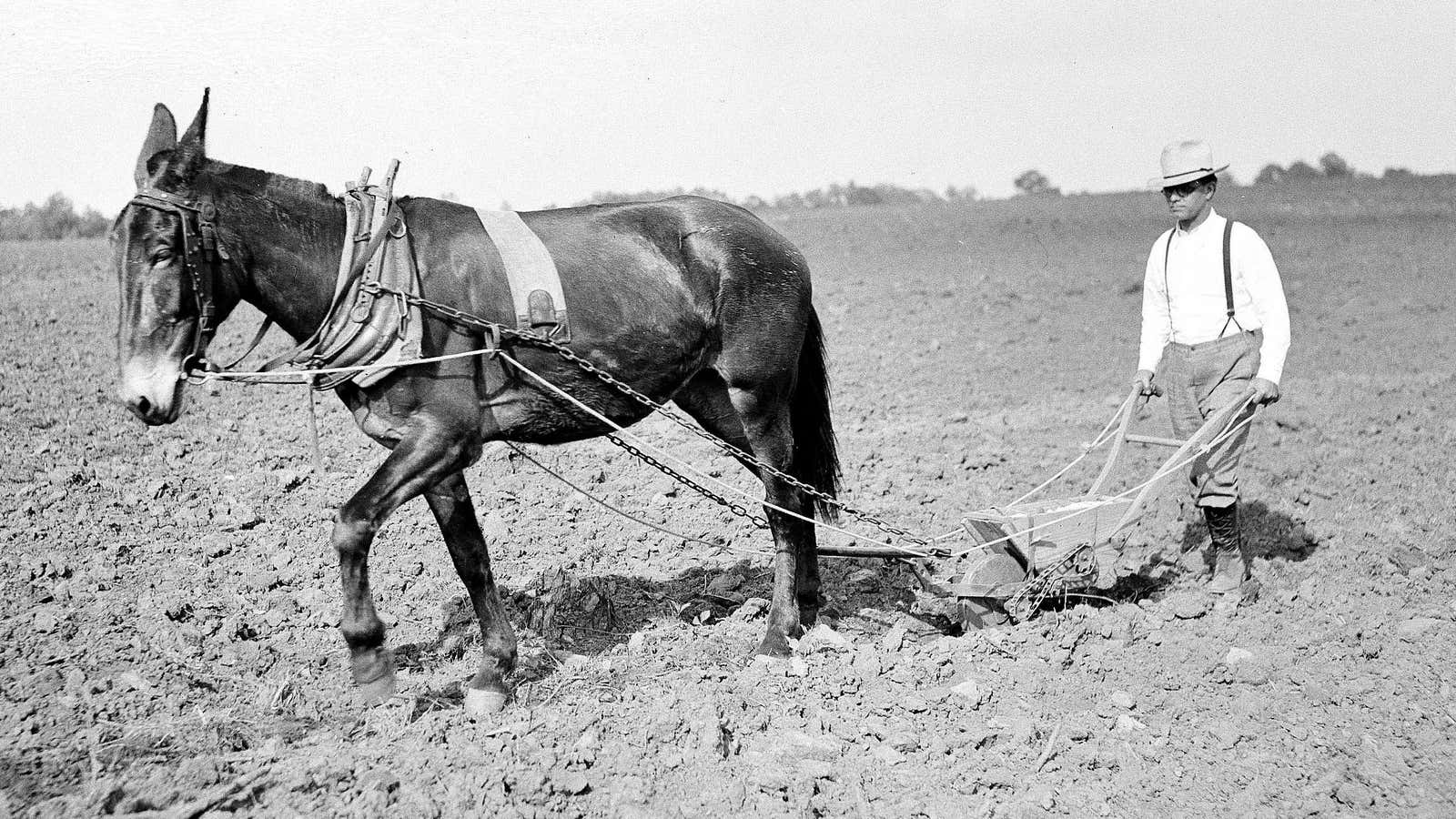 In countries with a history of plough-based farming, there a fewer girls, a recent study finds.