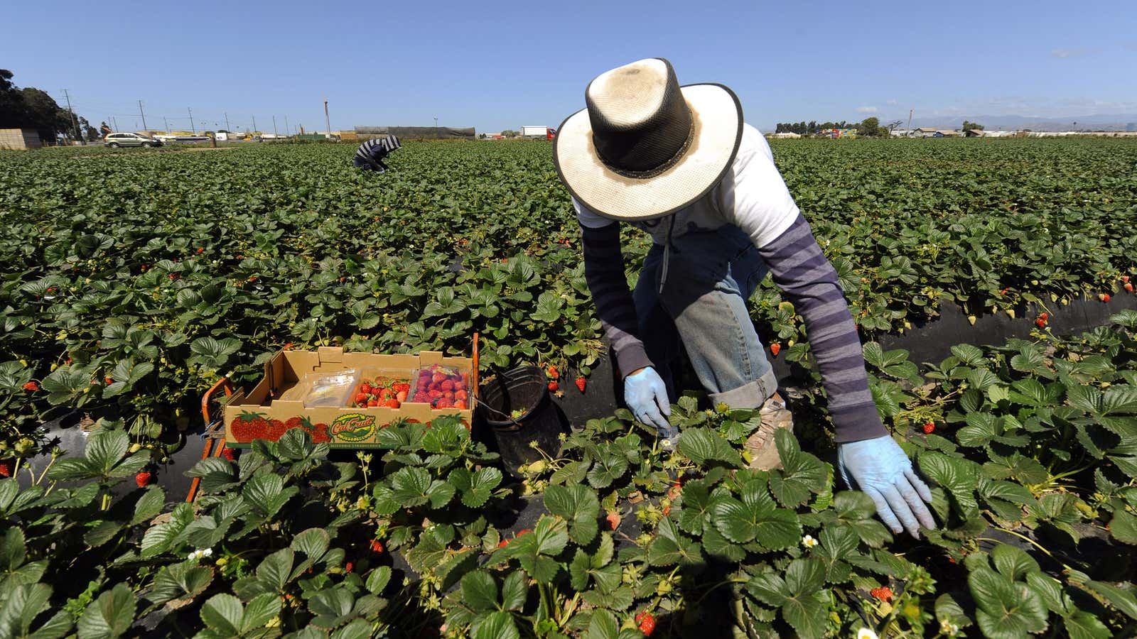Chlorpyrifos also can cause nerve damage in farm workers who spray it.