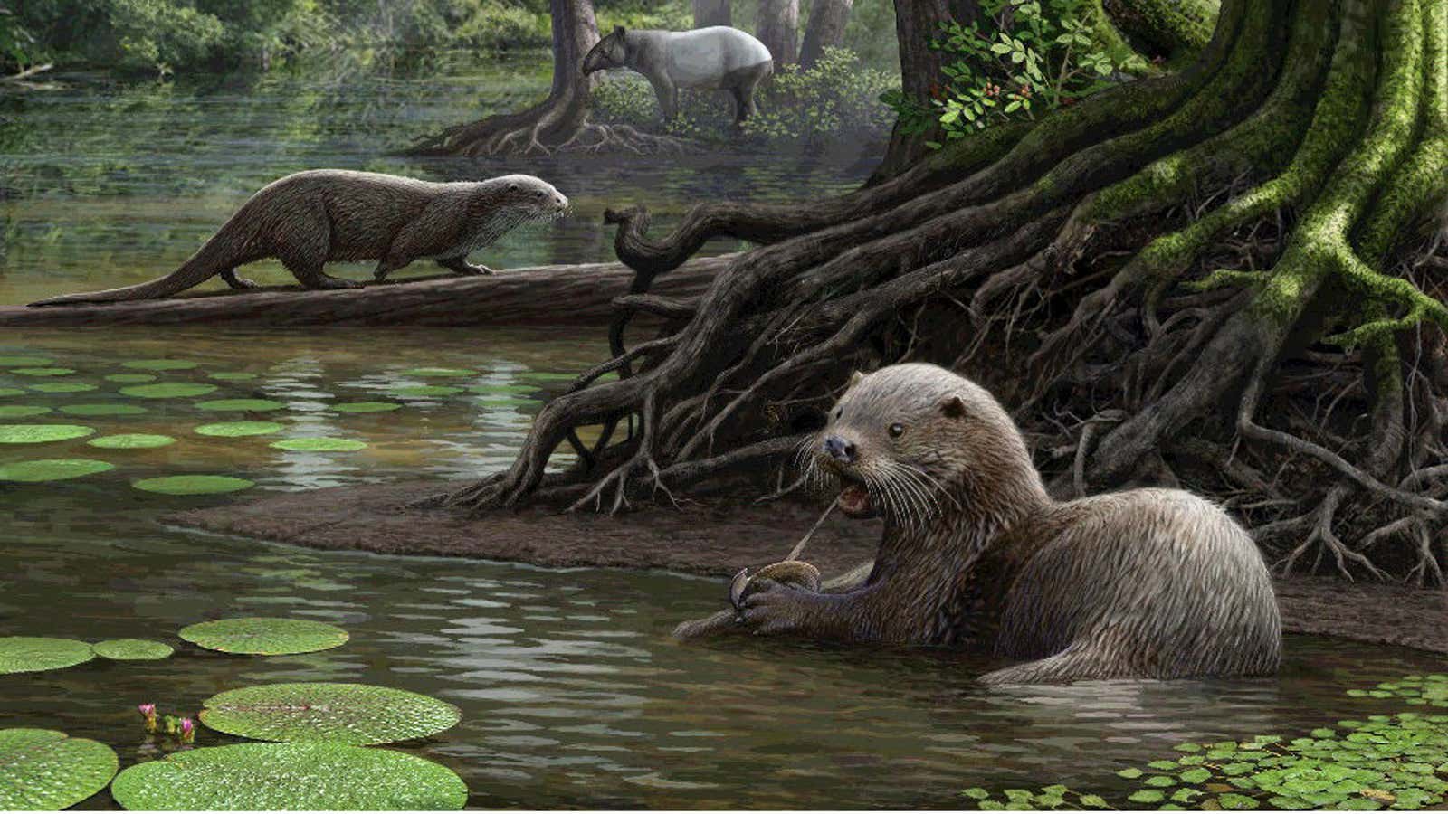 An artist’s rendition of the massive, prehistoric otters.