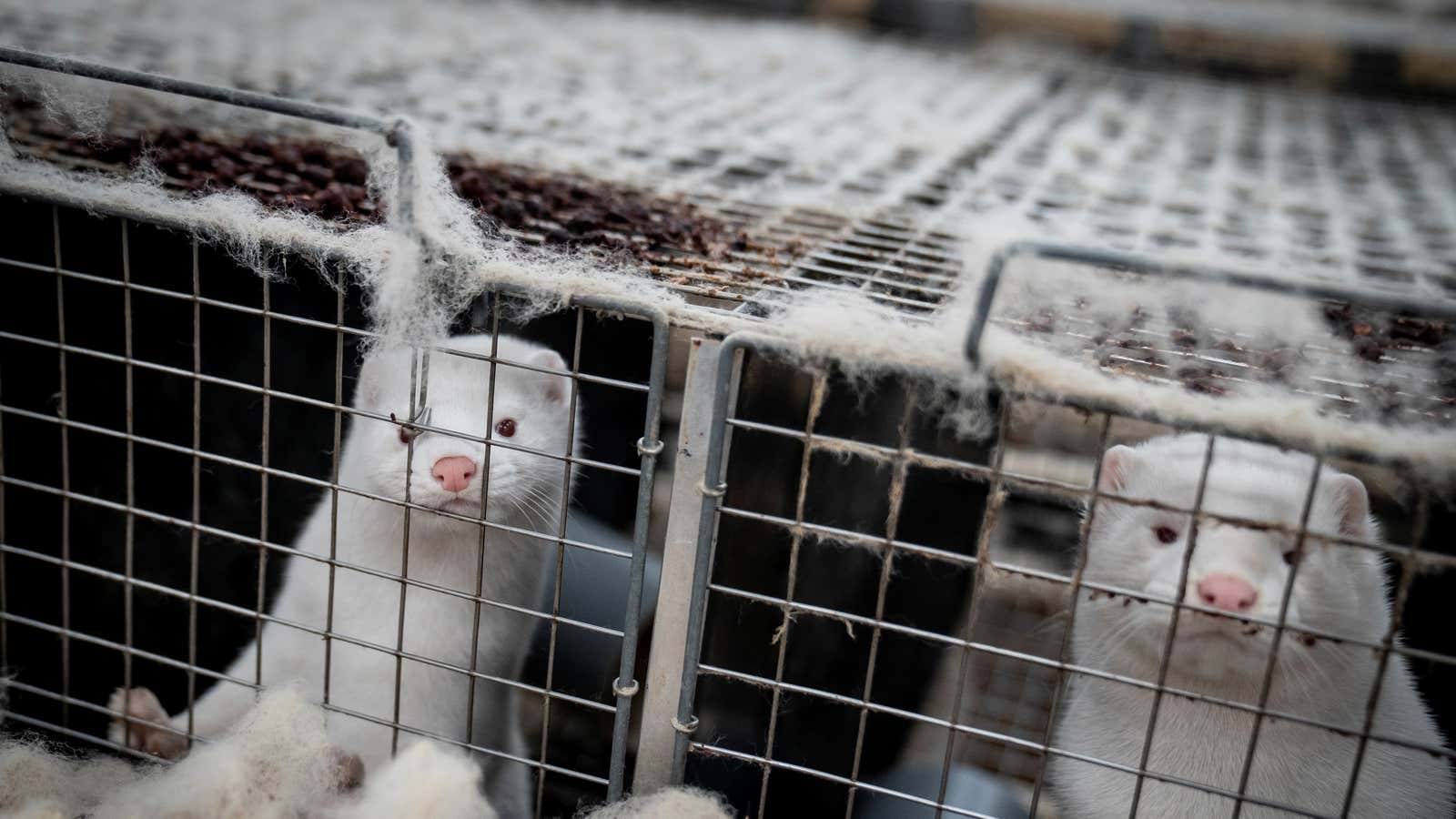 Denmark’s push to kill its farmed mink population has led the world’s largest fur auction house, Kopenhagen Fur, to announce plans to close.