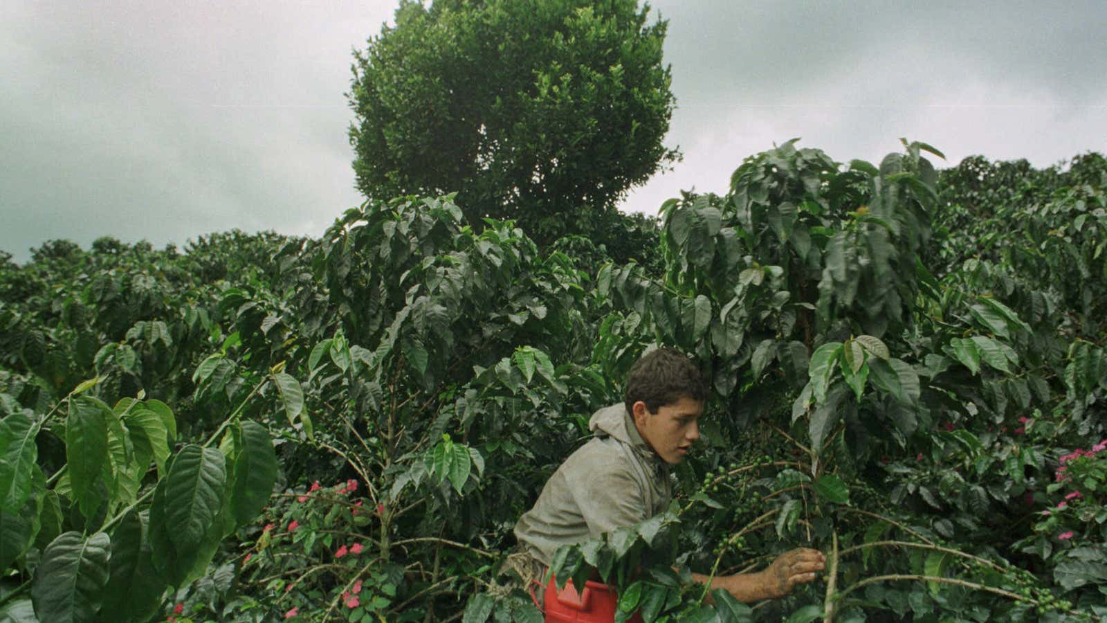 Picking coffee beans in La Morelia, Colombia, before the strike.