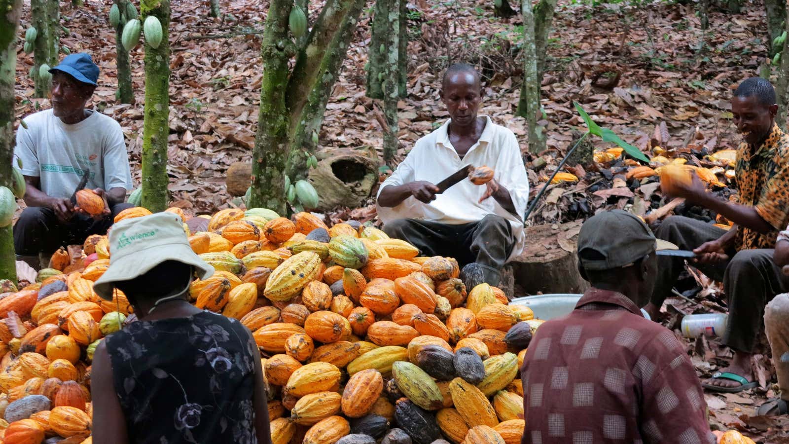 Cocoa farmers in Ghana often don’t have the information to profit from their cocoa production.
