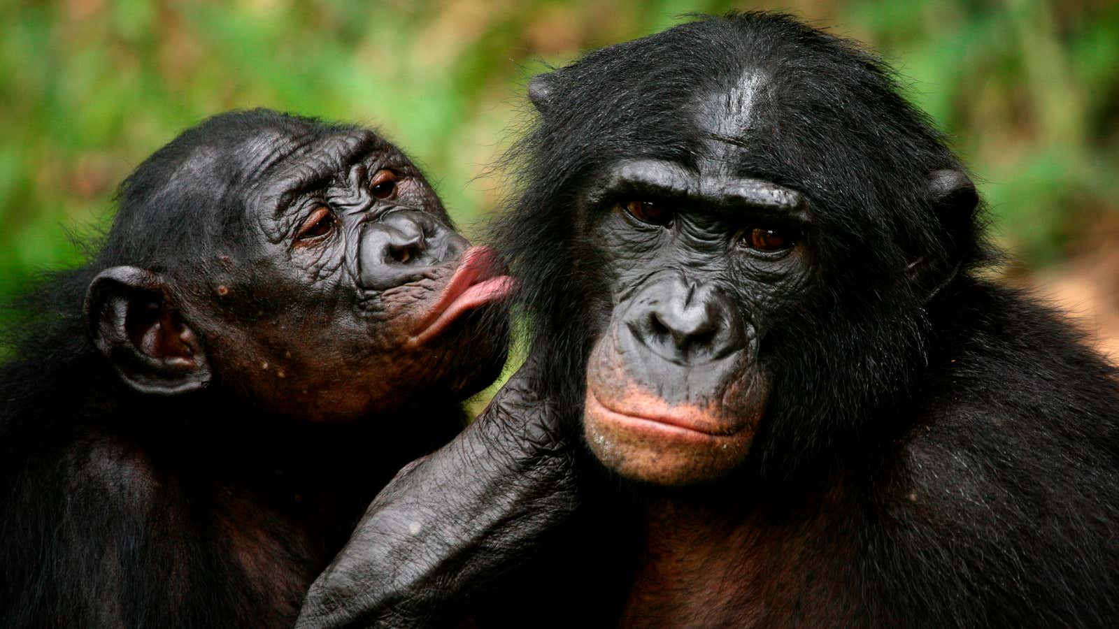 Bonobo apes, primates unique to Congo and humankind’s closest relative, groom one another at a sanctuary just outside the capital Kinshasa, Congo on October 31,…