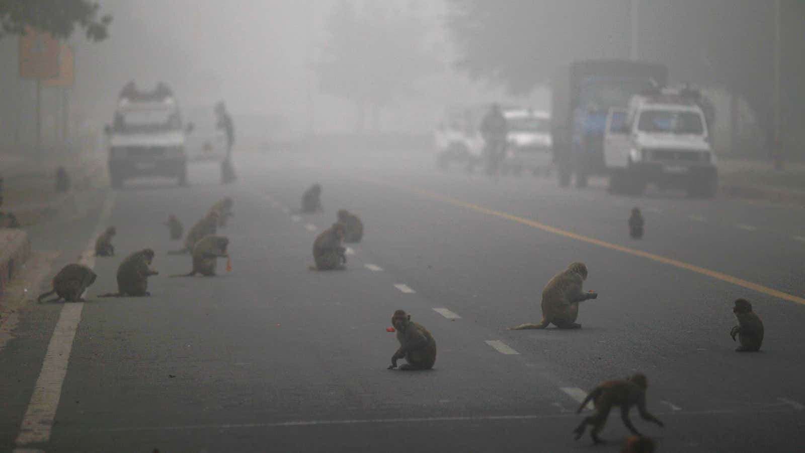 Devout Hindus feed monkeys, associated with Hindu God Hanuman, on the streets of Delhi.