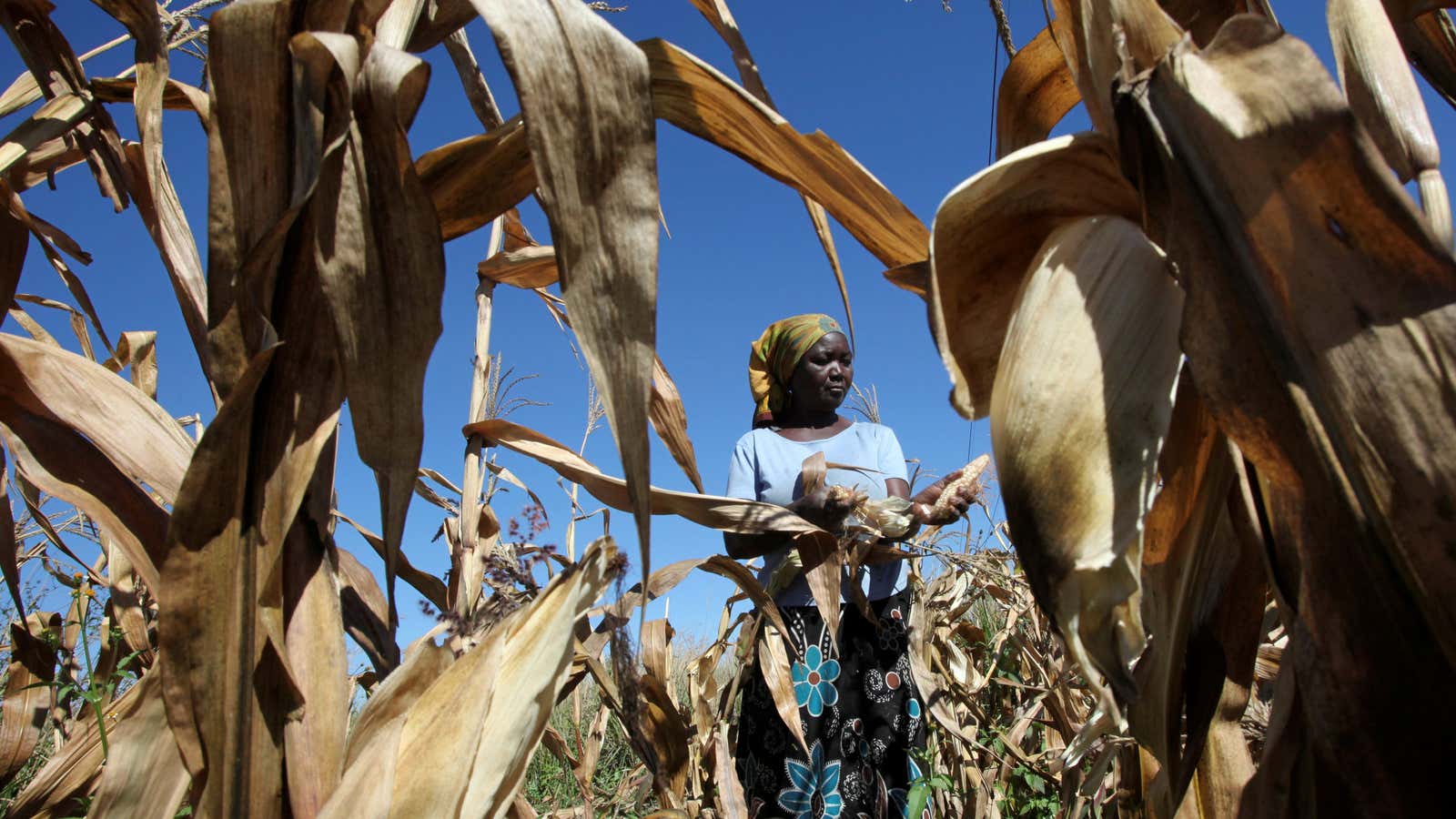 Zimbabwe’s subsistence farmers have struggled in recent years.