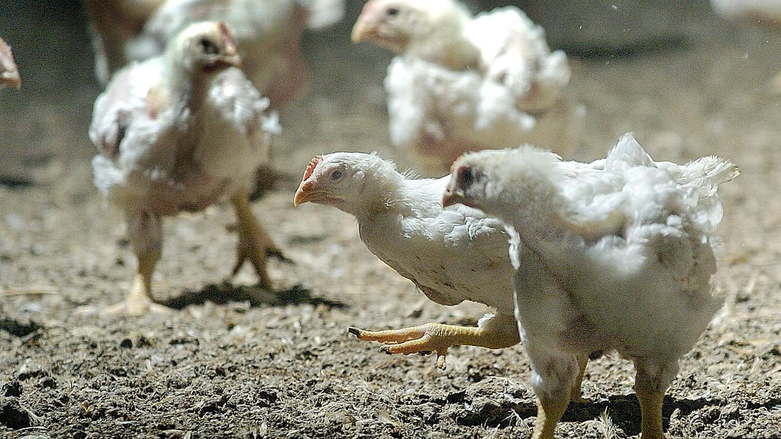 Delaware chickens wander in their chicken house on a farm in Sussex County, Delaware, February 8, 2004. A strain of the avian flu was discovered in a flock nearby in Harrington, Delaware, and the infected chickens were destroyed and surrounding chicken growers birds are undergoing testing to isolate a strain of the disease which is not thought to be harmful to humans. REUTERS/Tim Shaffer  TMS/GAC