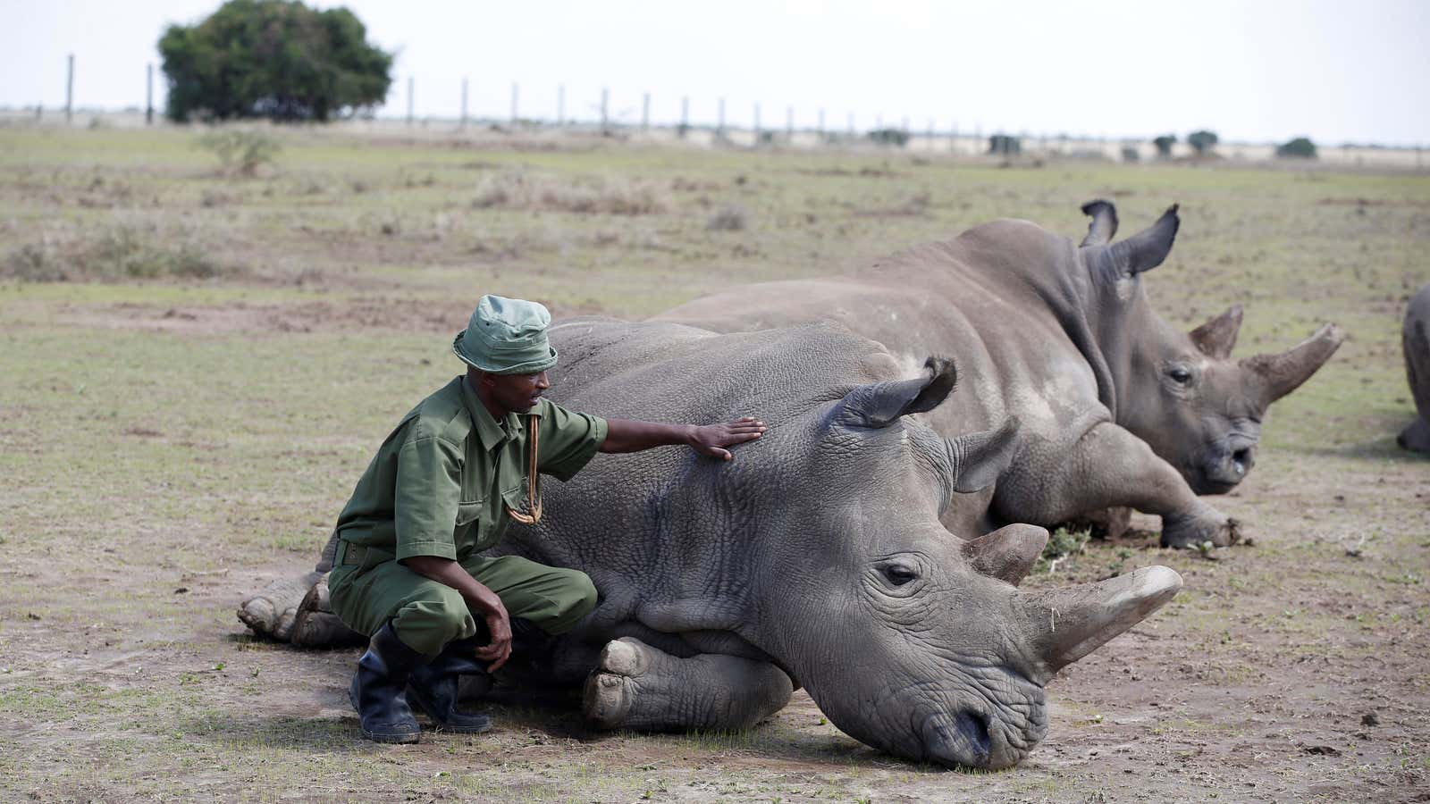 A warden watches over the last two northern white rhino females at the Ol Pejeta Conservancy in Laikipia National Park, Kenya