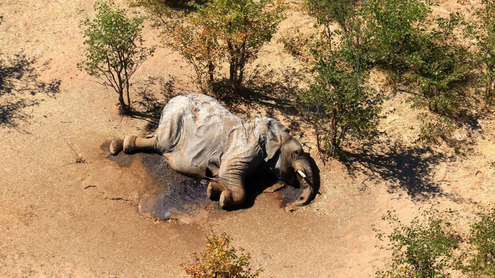 A dead elephant is seen in this undated handout image in Okavango Delta, Botswana May-June, 2020.