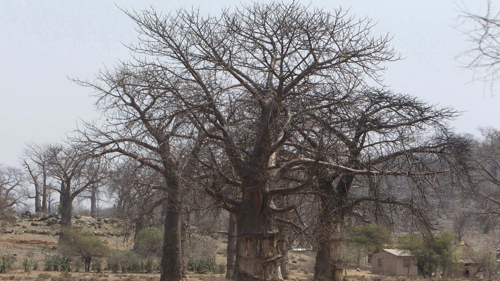 Baobabs live so long it will be difficult to know if they do go extinct