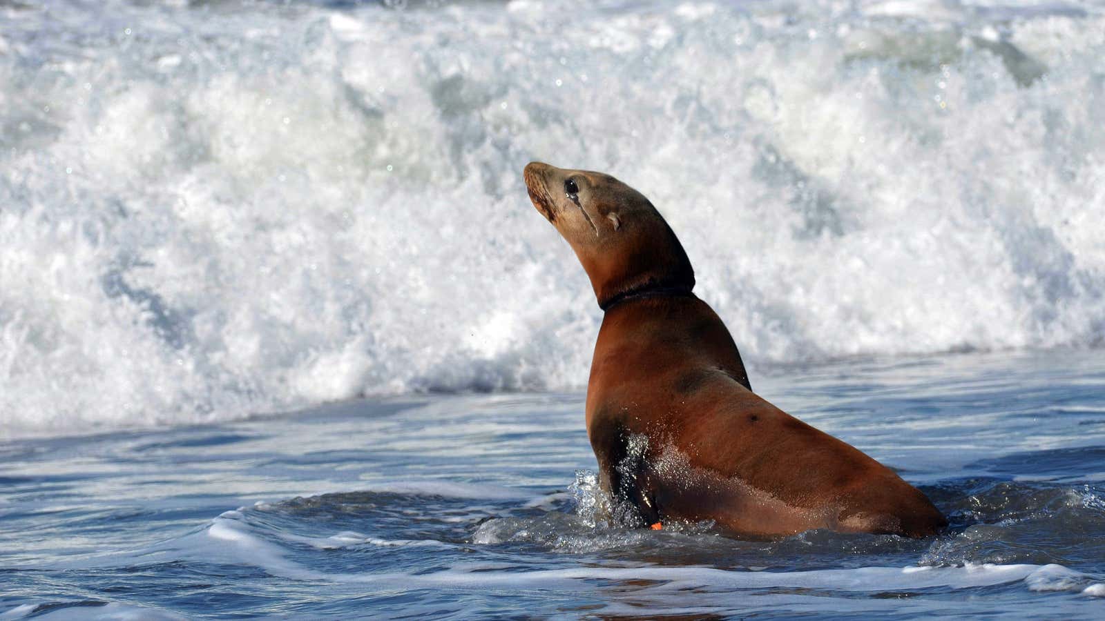 Micro-plastics can poison big marine mammals.