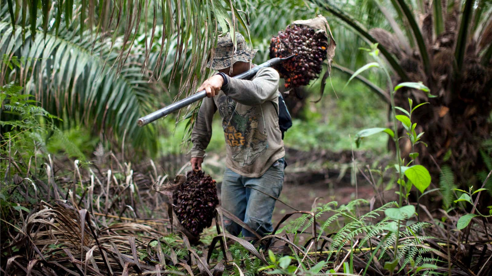 Guatemalan palm oil workers bear a heavy load to feed the world’s growing appetite.