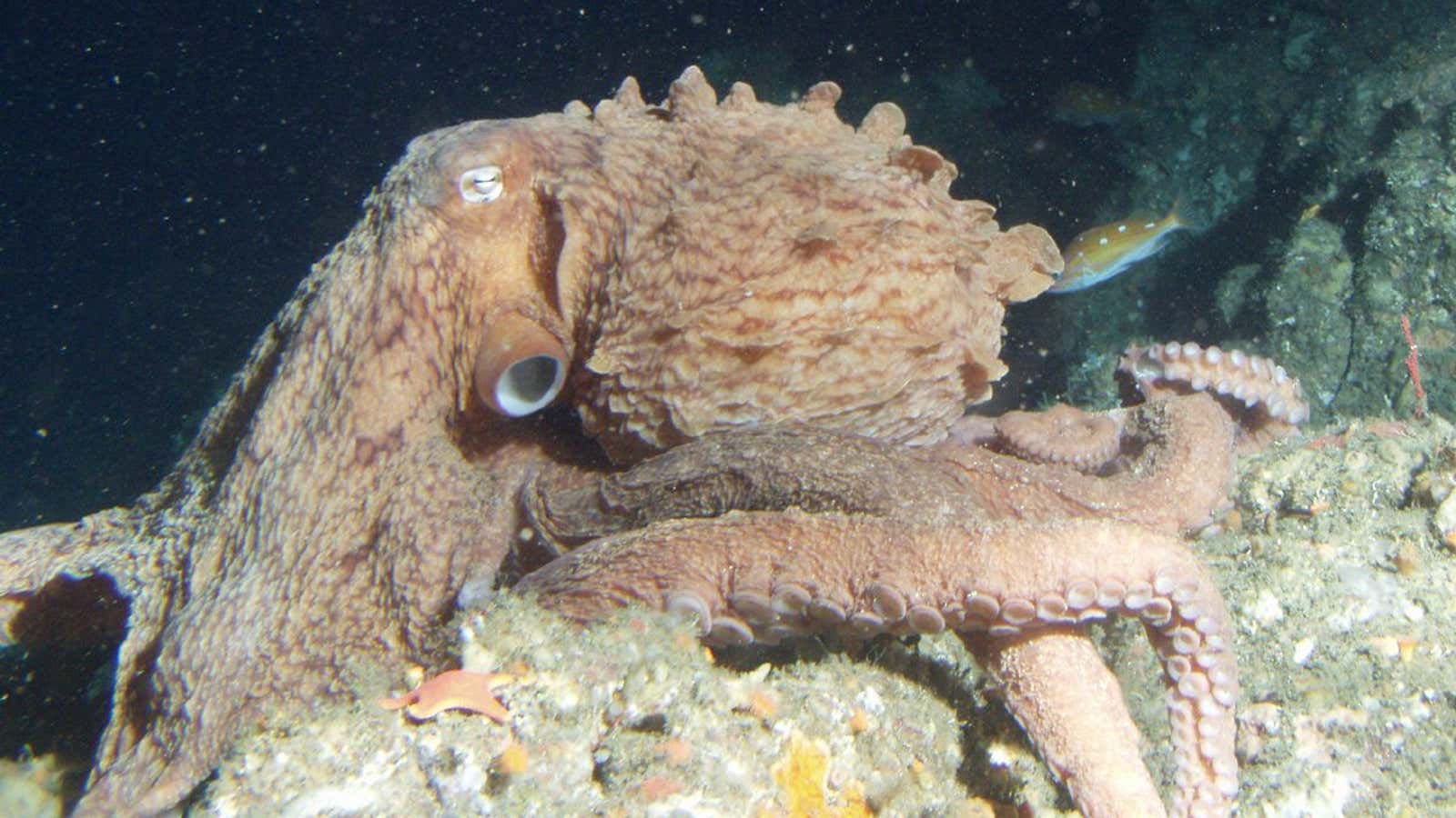 Is this a giant Pacific octopus, or a frilled giant Pacific octopus?