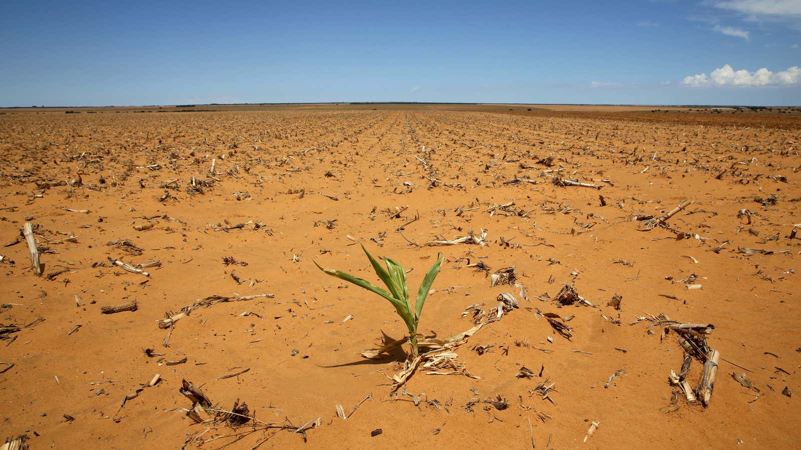 The state of a South African  maize field in mid-January.