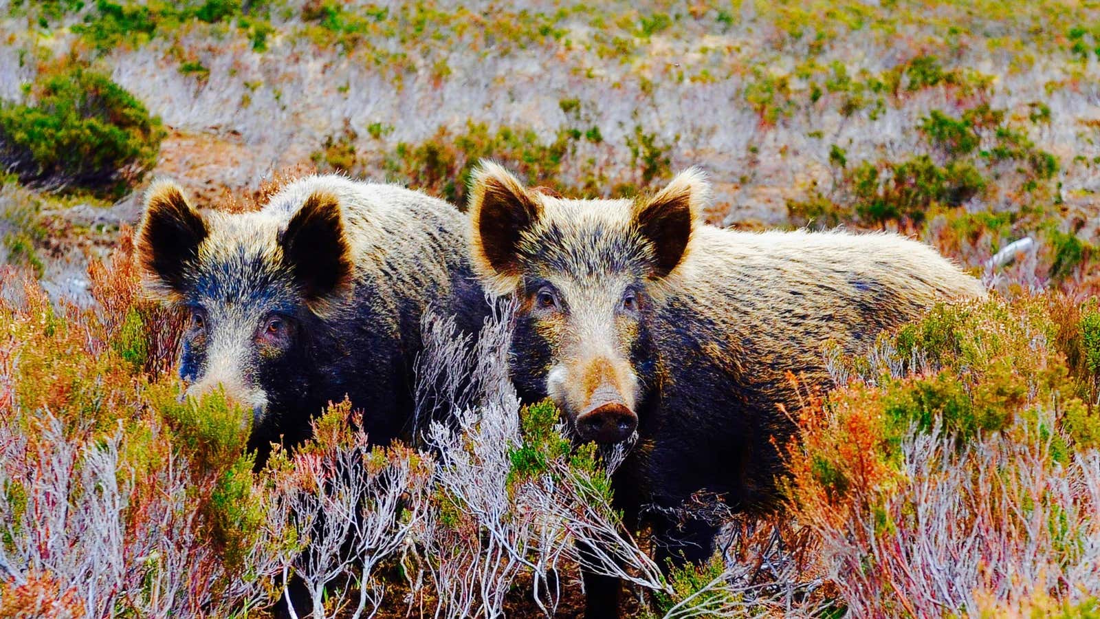 No one told the wild boars about poisonous fruit and funguses.
