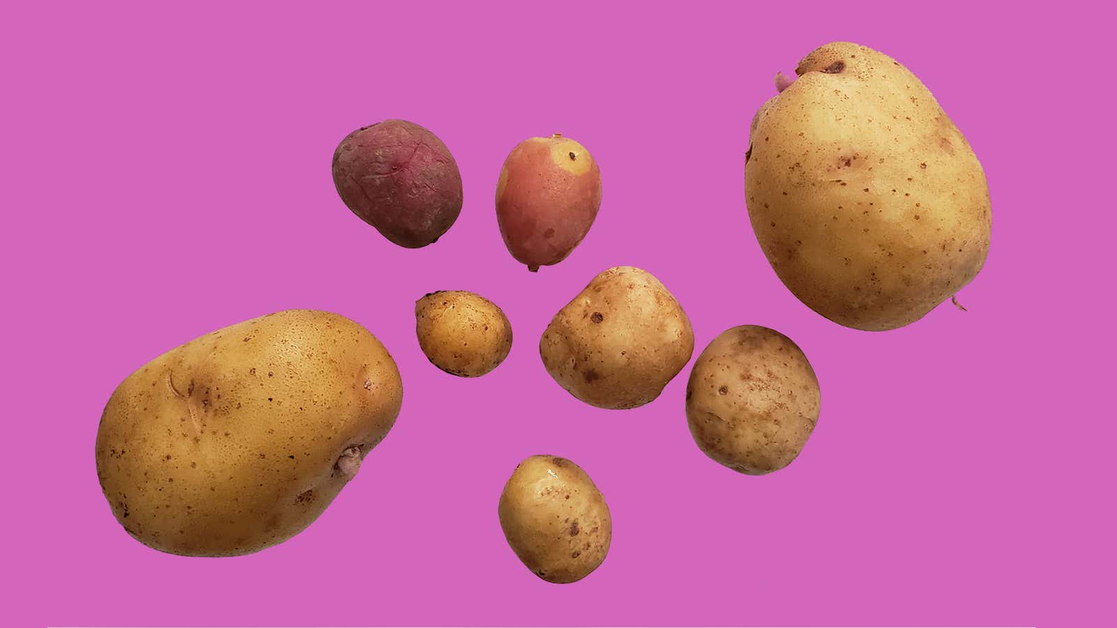 What happened on the potato supply chain that caused a fry shortage in Japan and a ban on Canadian spuds