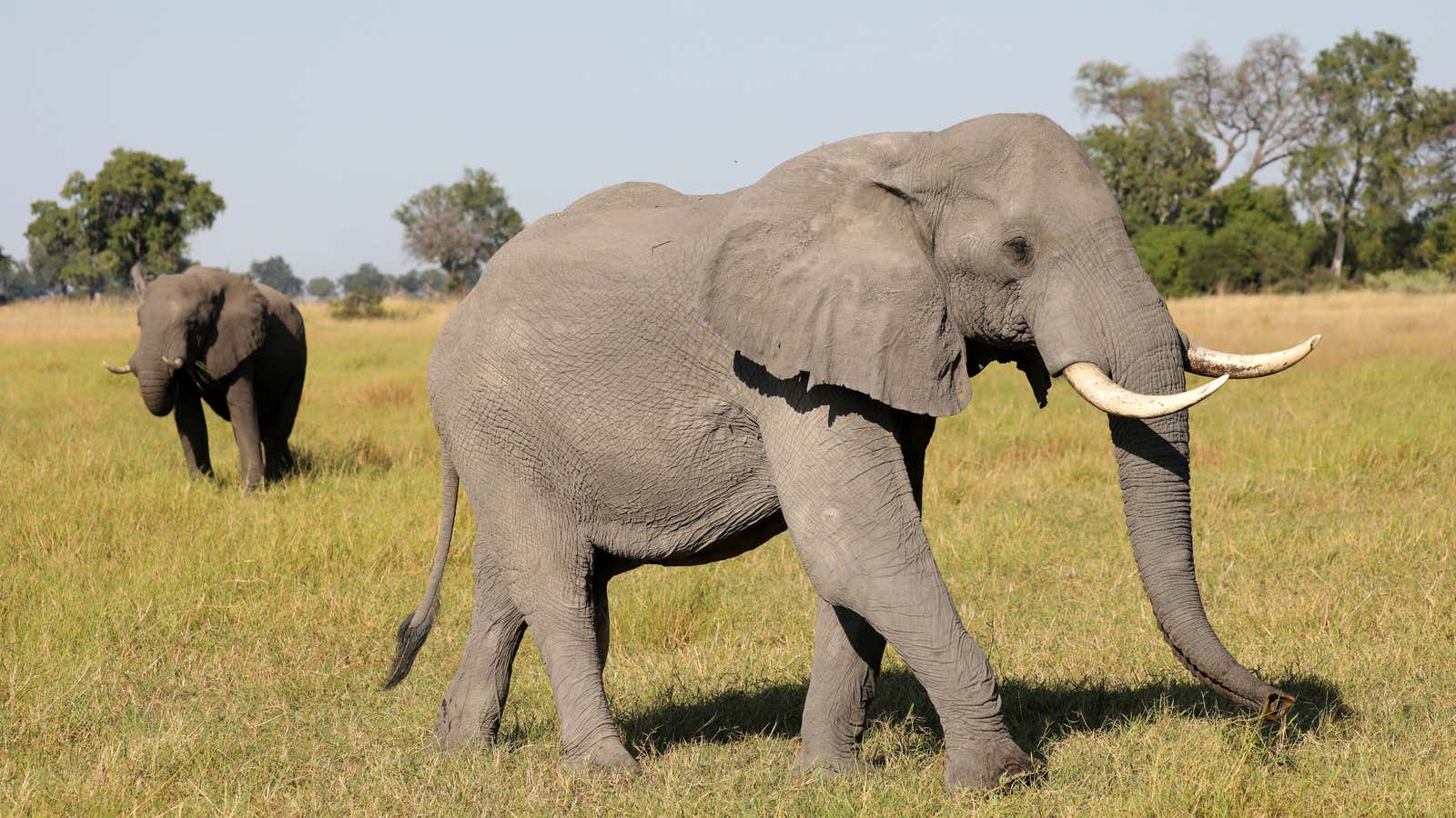 Elephants in the Okavango Delta, Botswana.