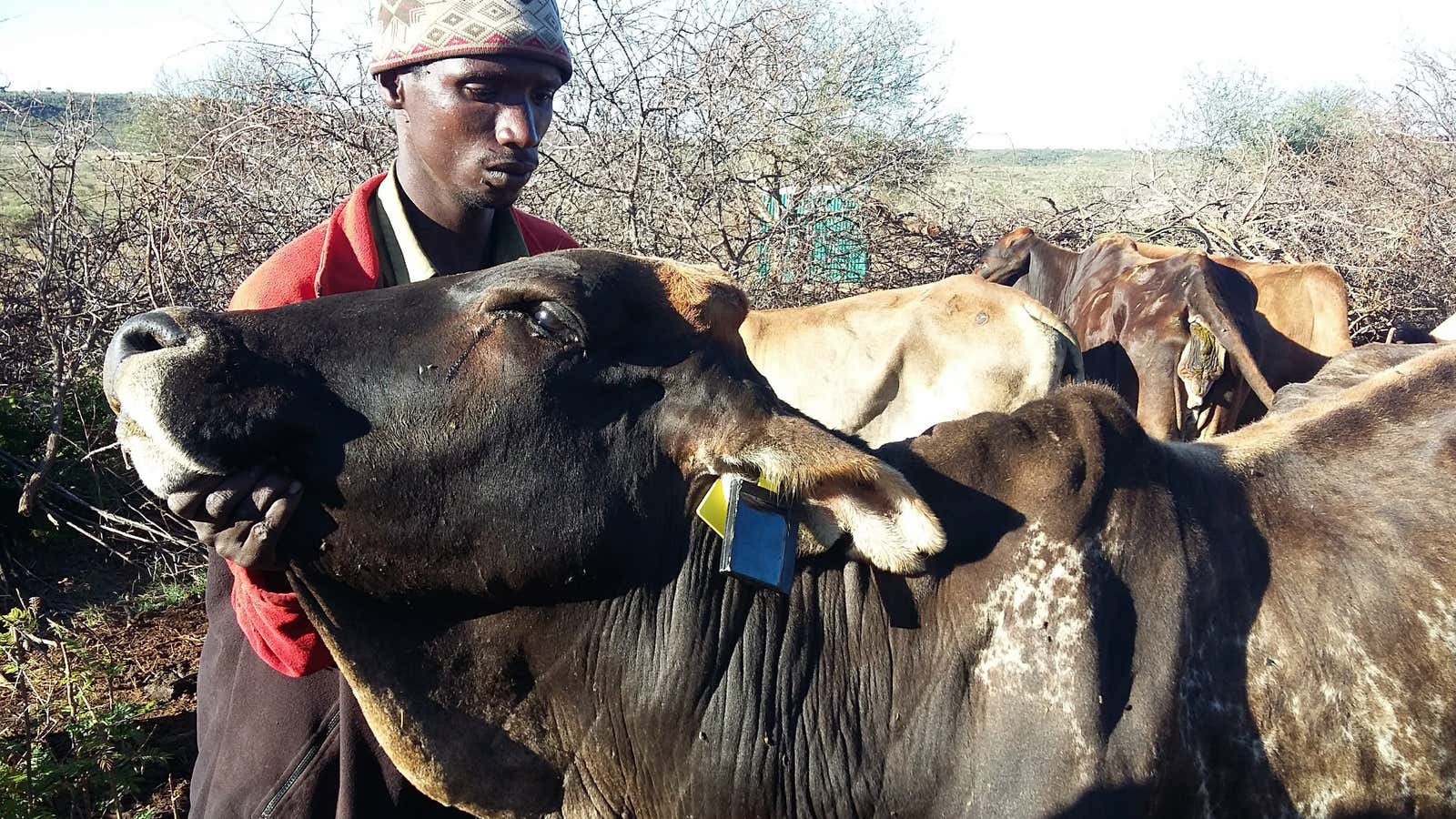 A chipped cow in Kenya