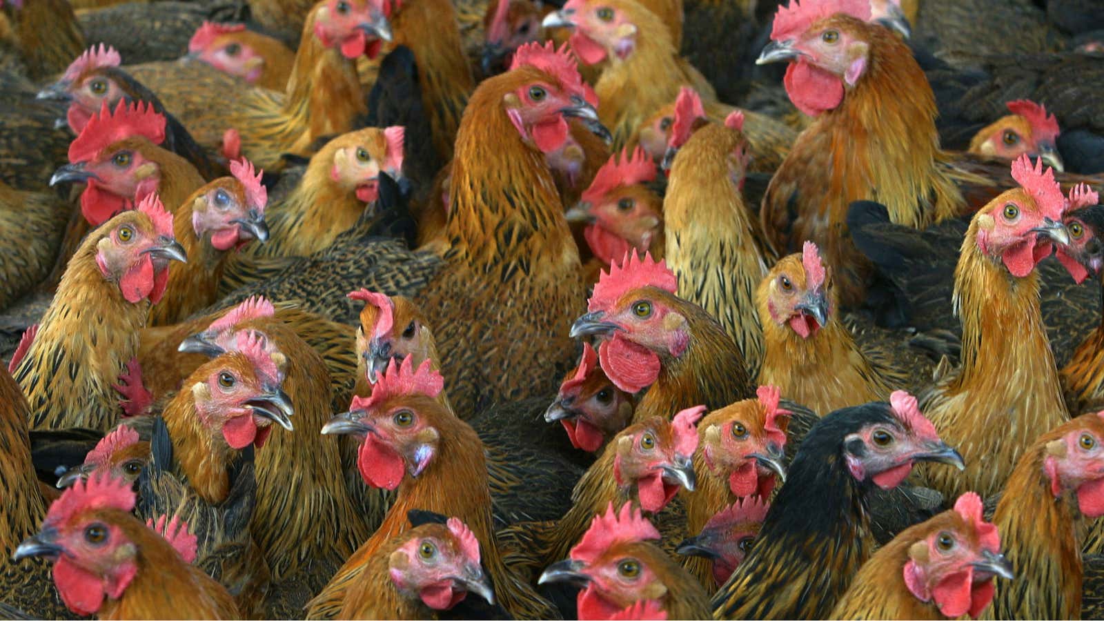 Chickens play a big role in debates about the best way to fight poverty.